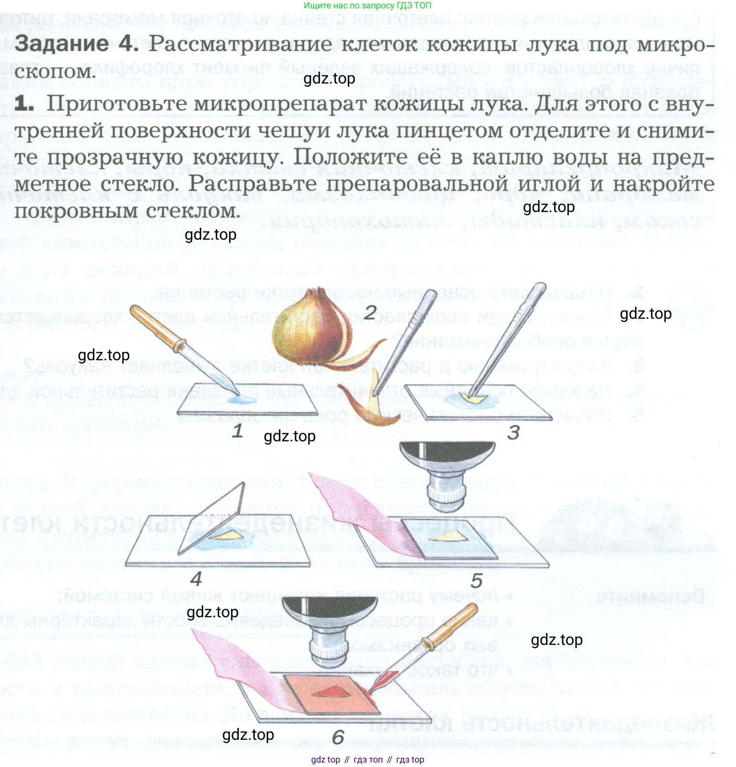 Биология, 6 класс Учебник, авторы: Пономарева Ирма Николаевна, Корнилова Ольга Анатольевна, издательство Просвещение, Москва, 2023, бирюзового цвета, страница 37, Условие
