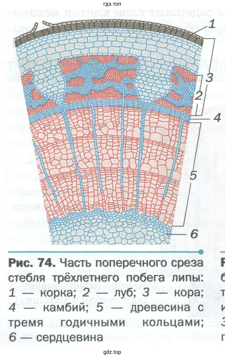 определите количество слоёв в древесине