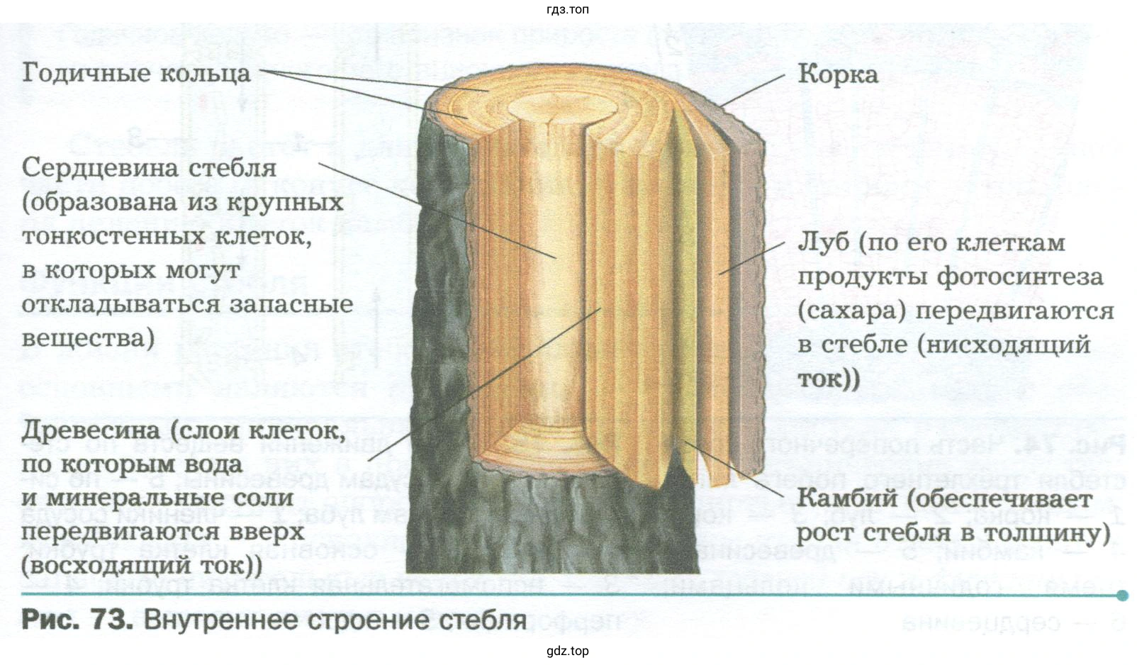 Рассмотрите готовый препарат продольного среза стебля