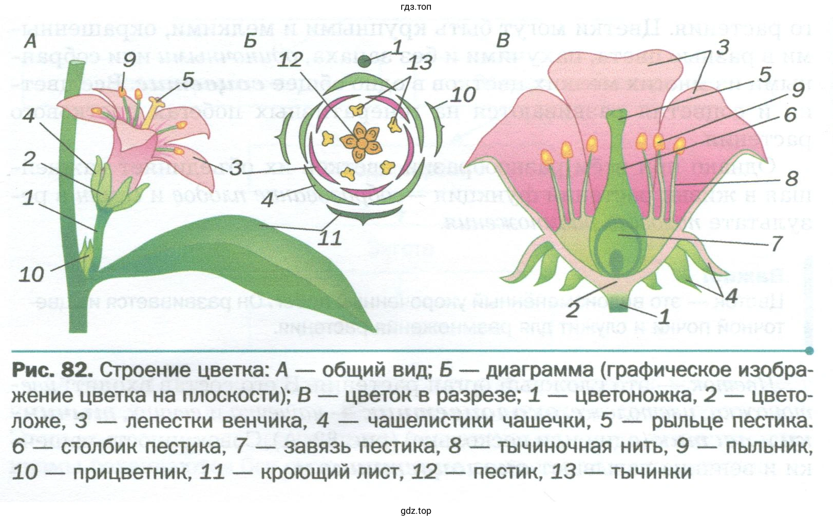Внимательно рассмотрите строение цветка