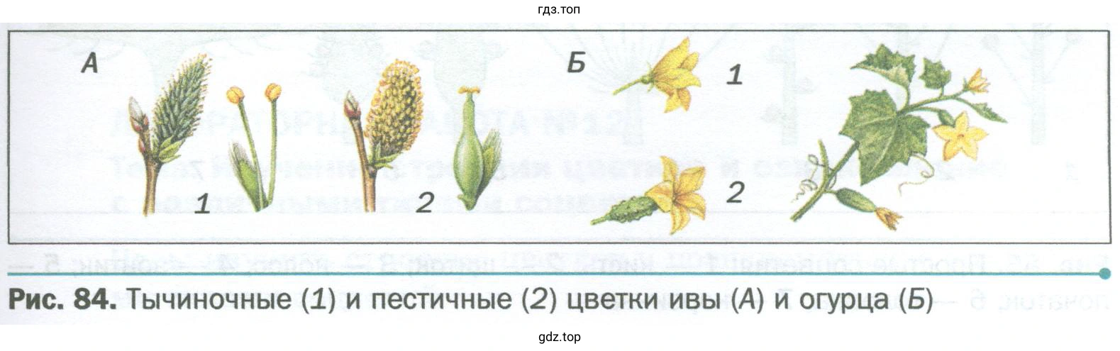 Пользуясь рисунками 84 и 85, определите тип соцветия