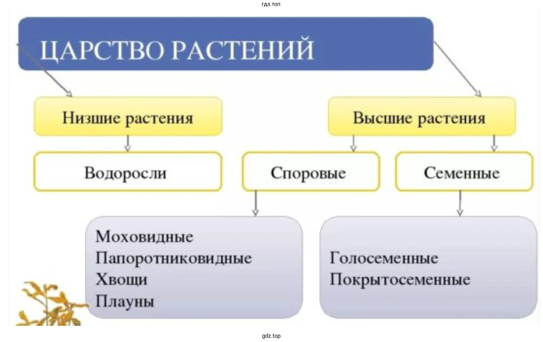 Царство растений
