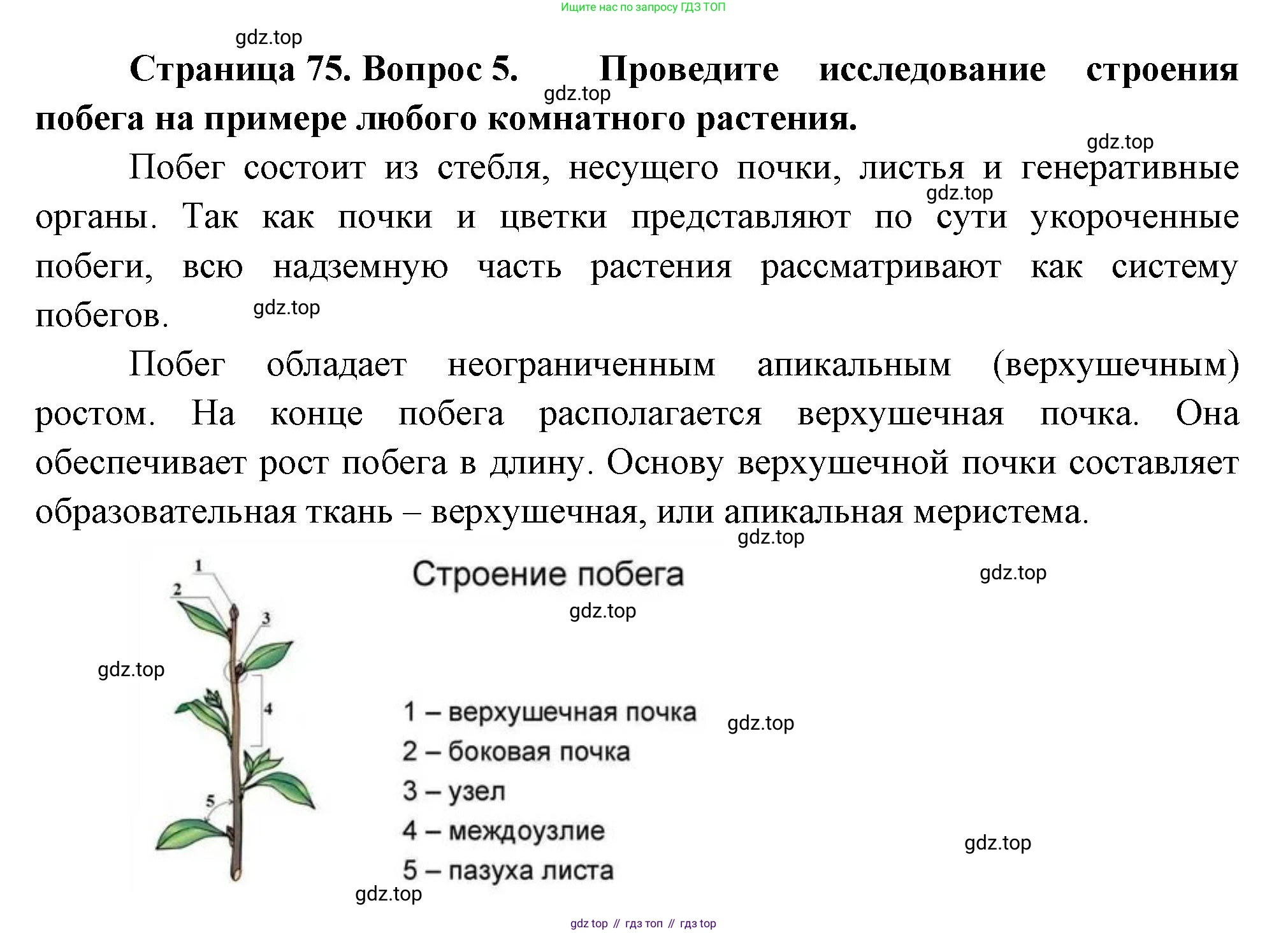 Биология, 6 класс Учебник, авторы: Пономарева Ирма Николаевна, Корнилова Ольга Анатольевна, издательство Просвещение, Москва, 2023, бирюзового цвета, страница 75, номер 5, Решение