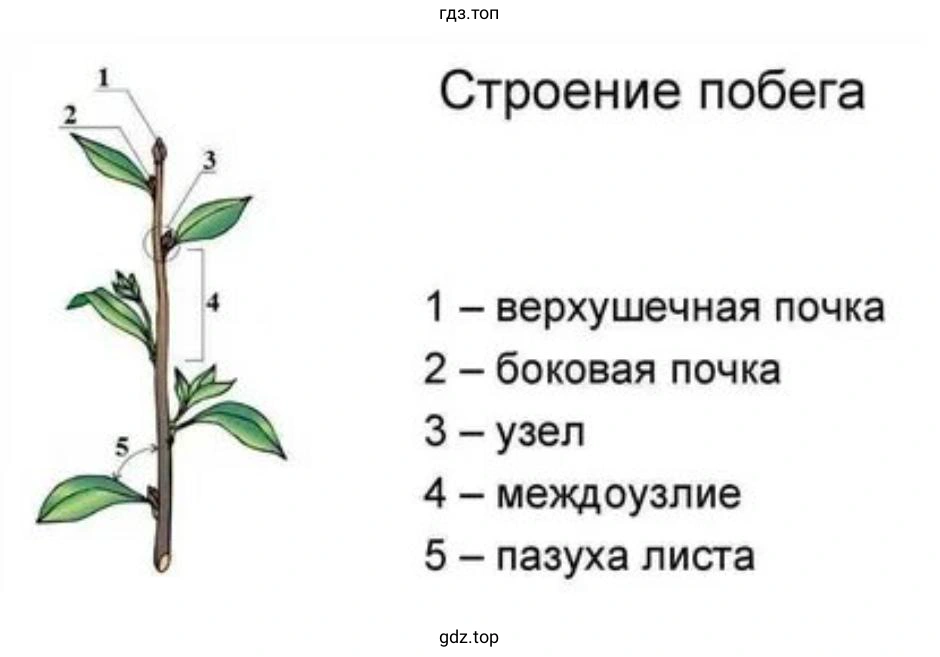 Проведите исследование строения побега
