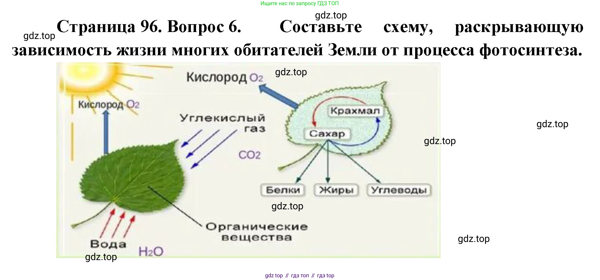 Биология, 6 класс Учебник, авторы: Пономарева Ирма Николаевна, Корнилова Ольга Анатольевна, издательство Просвещение, Москва, 2023, бирюзового цвета, страница 96, номер 6, Решение