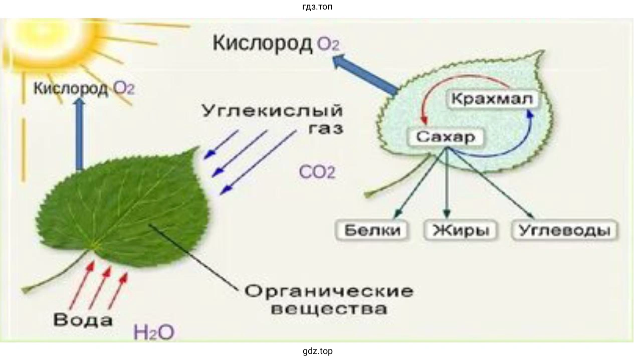 зависимость жизни многих обитателей Земли от процесса фотосинтеза