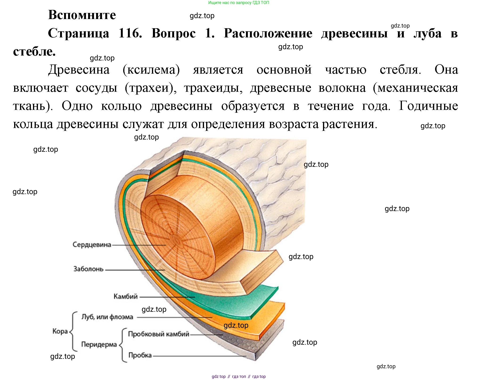 Биология, 6 класс Учебник, авторы: Пономарева Ирма Николаевна, Корнилова Ольга Анатольевна, издательство Просвещение, Москва, 2023, бирюзового цвета, страница 116, номер 1, Решение