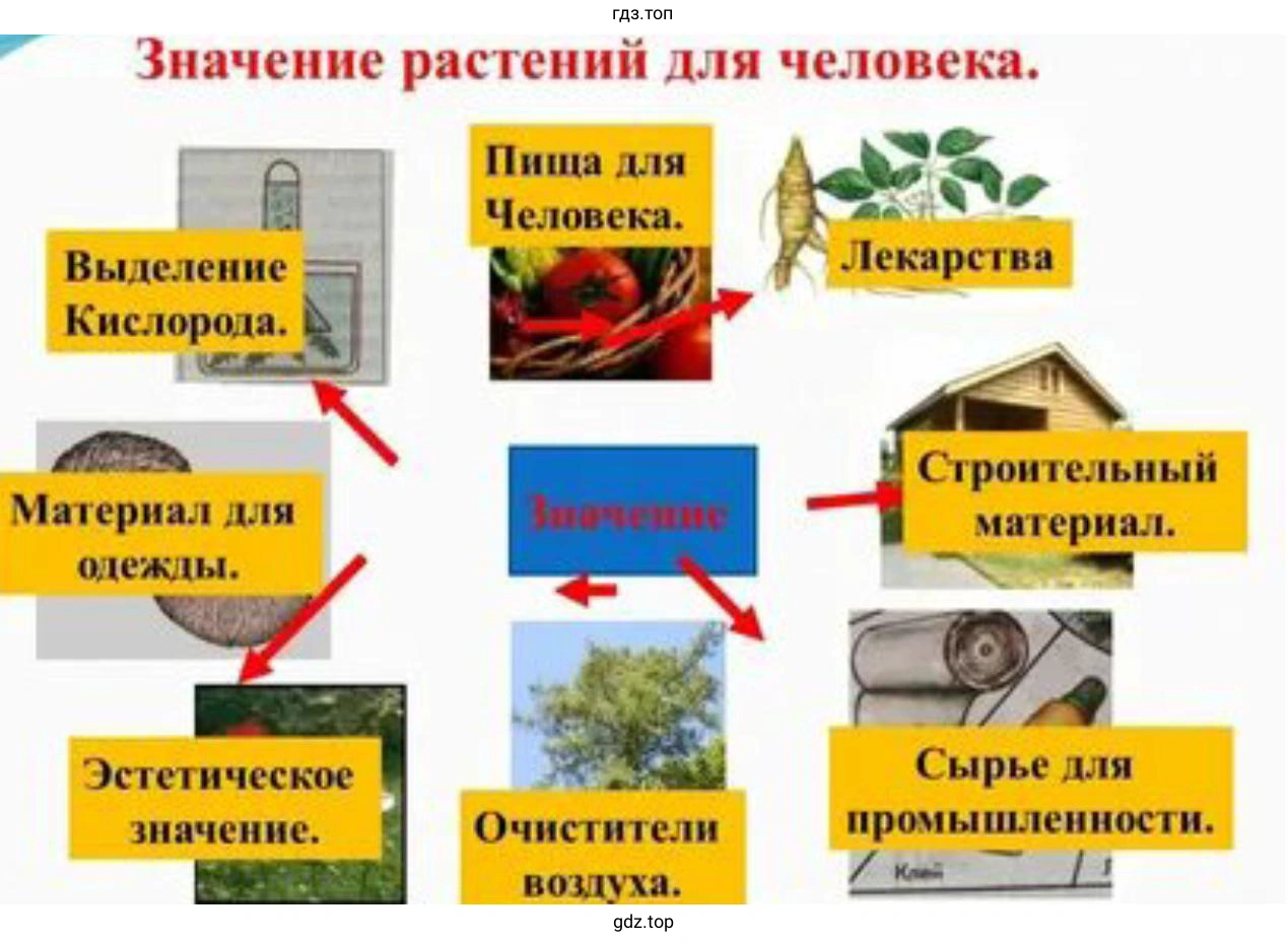 Нарисуйте схему на тему «Растения в жизни человека»