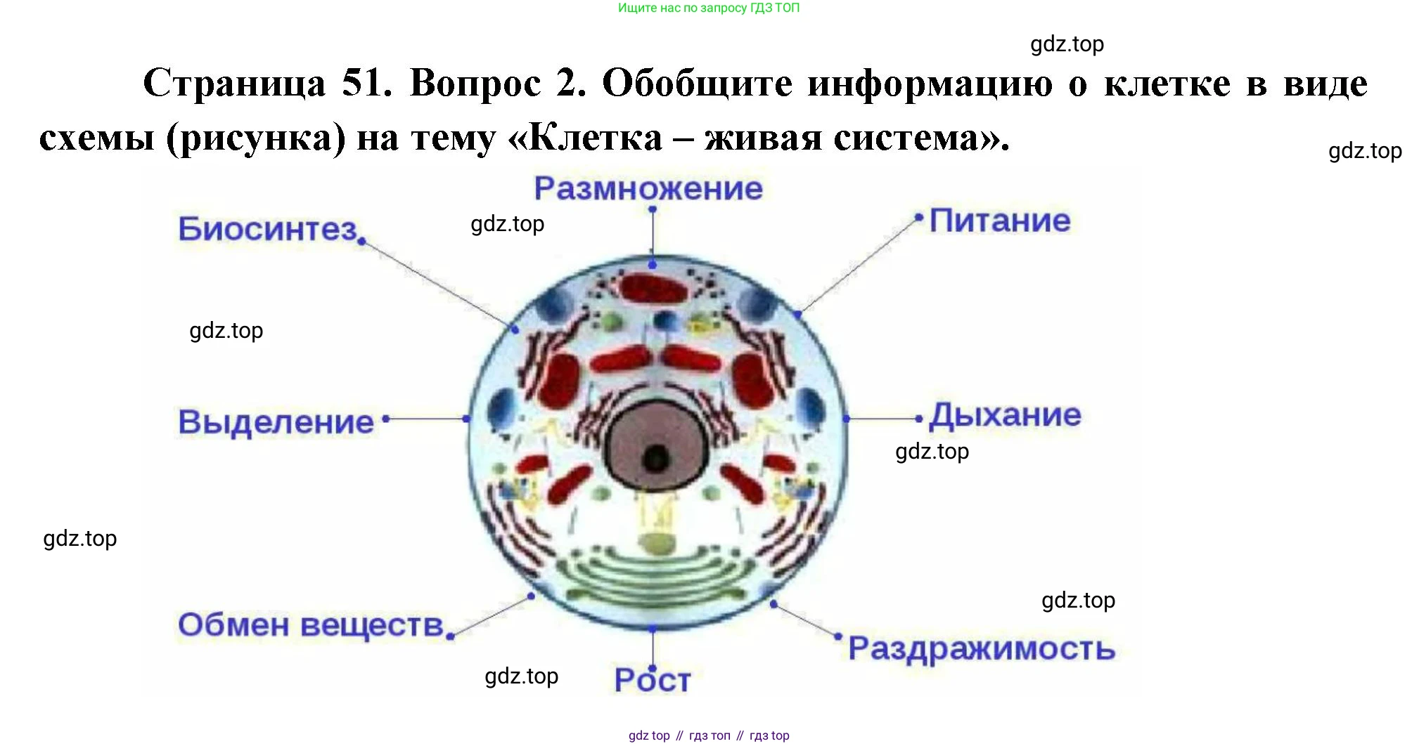 Биология, 6 класс Учебник, авторы: Пономарева Ирма Николаевна, Корнилова Ольга Анатольевна, издательство Просвещение, Москва, 2023, бирюзового цвета, страница 51, номер 2, Решение