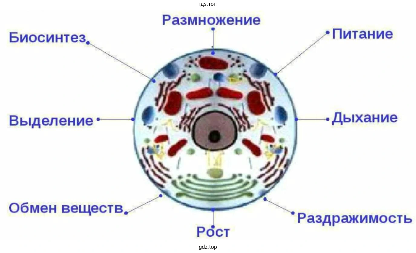 Обобщите информацию о клетке в виде схемы
