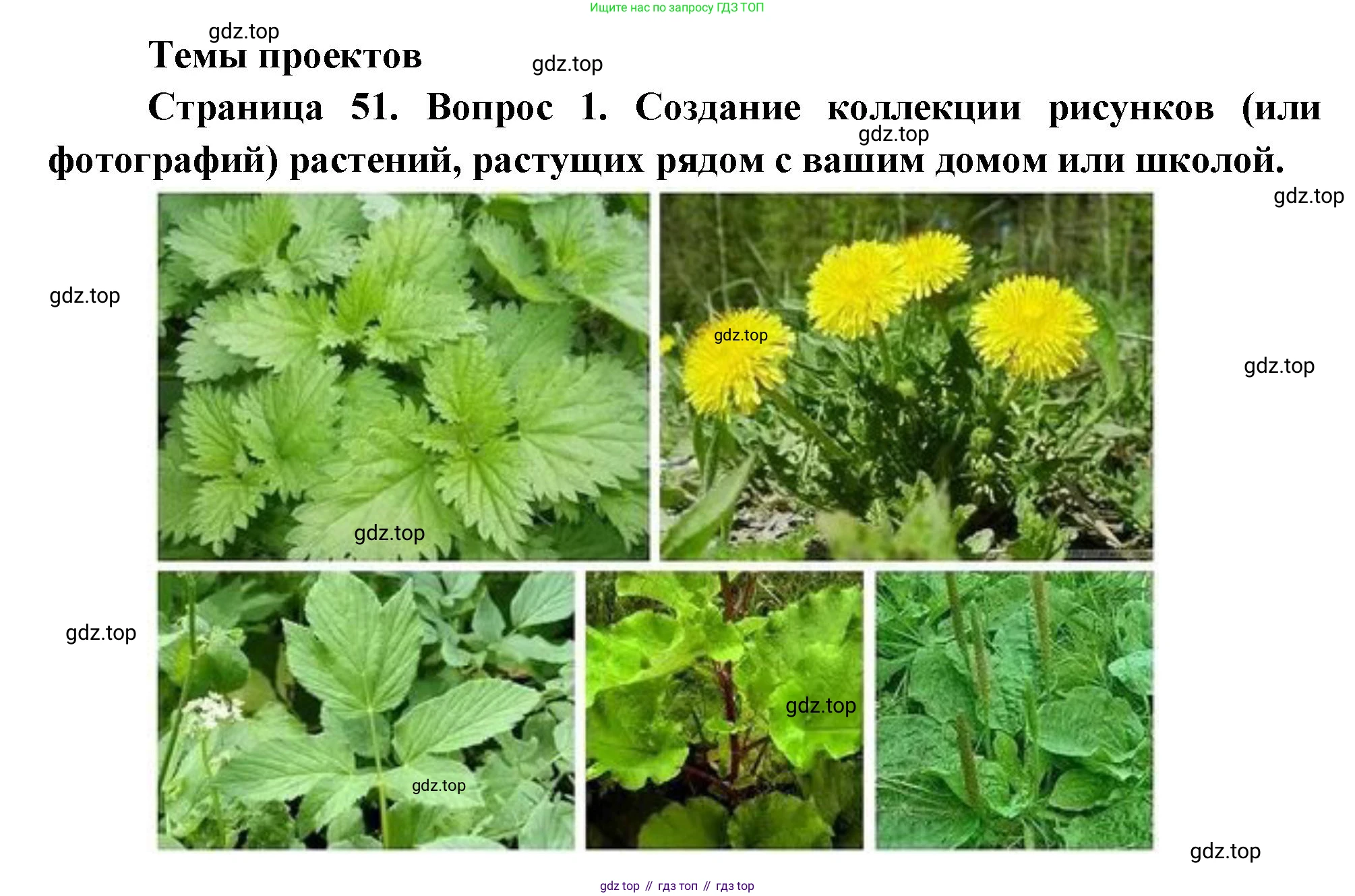 Биология, 6 класс Учебник, авторы: Пономарева Ирма Николаевна, Корнилова Ольга Анатольевна, издательство Просвещение, Москва, 2023, бирюзового цвета, страница 51, номер 1, Решение