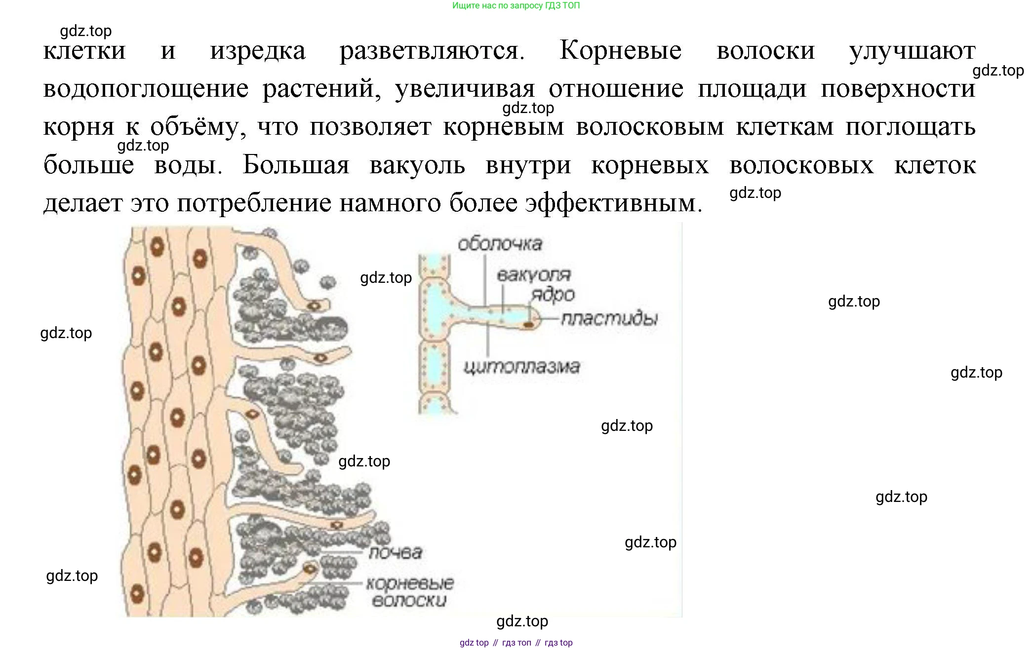 Биология, 6 класс Учебник, авторы: Пономарева Ирма Николаевна, Корнилова Ольга Анатольевна, издательство Просвещение, Москва, 2023, бирюзового цвета, страница 127, номер 1, Решение (продолжение 2)