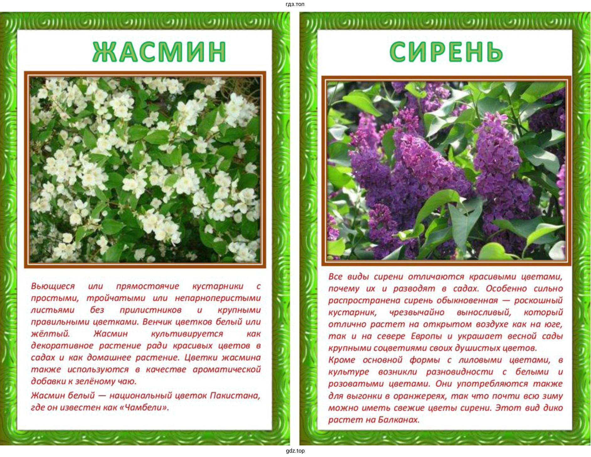 Выполните проект по созданию паспорта древесных пород в вашем районе, городе или посёлке