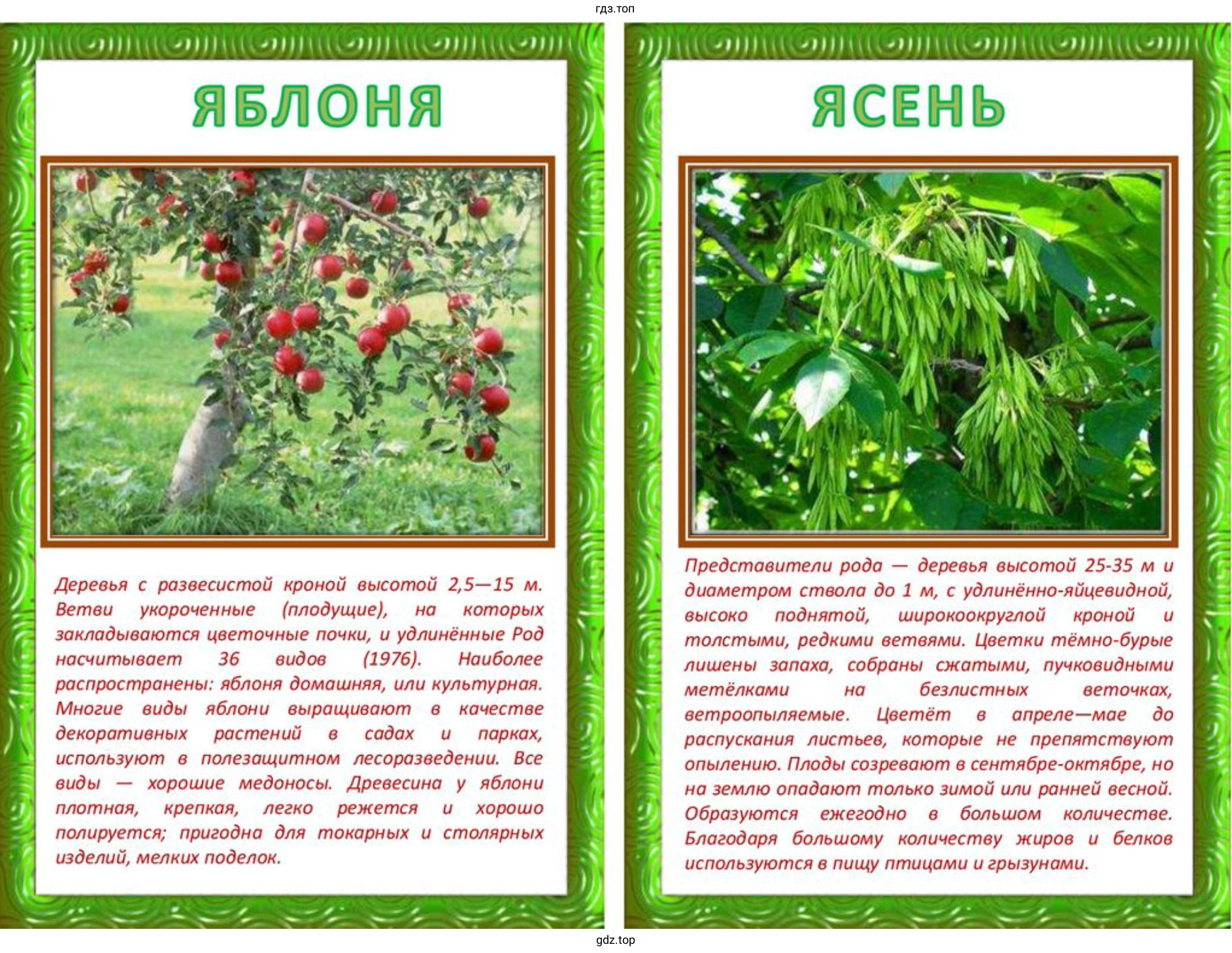 Выполните проект по созданию паспорта древесных пород в вашем районе, городе или посёлке