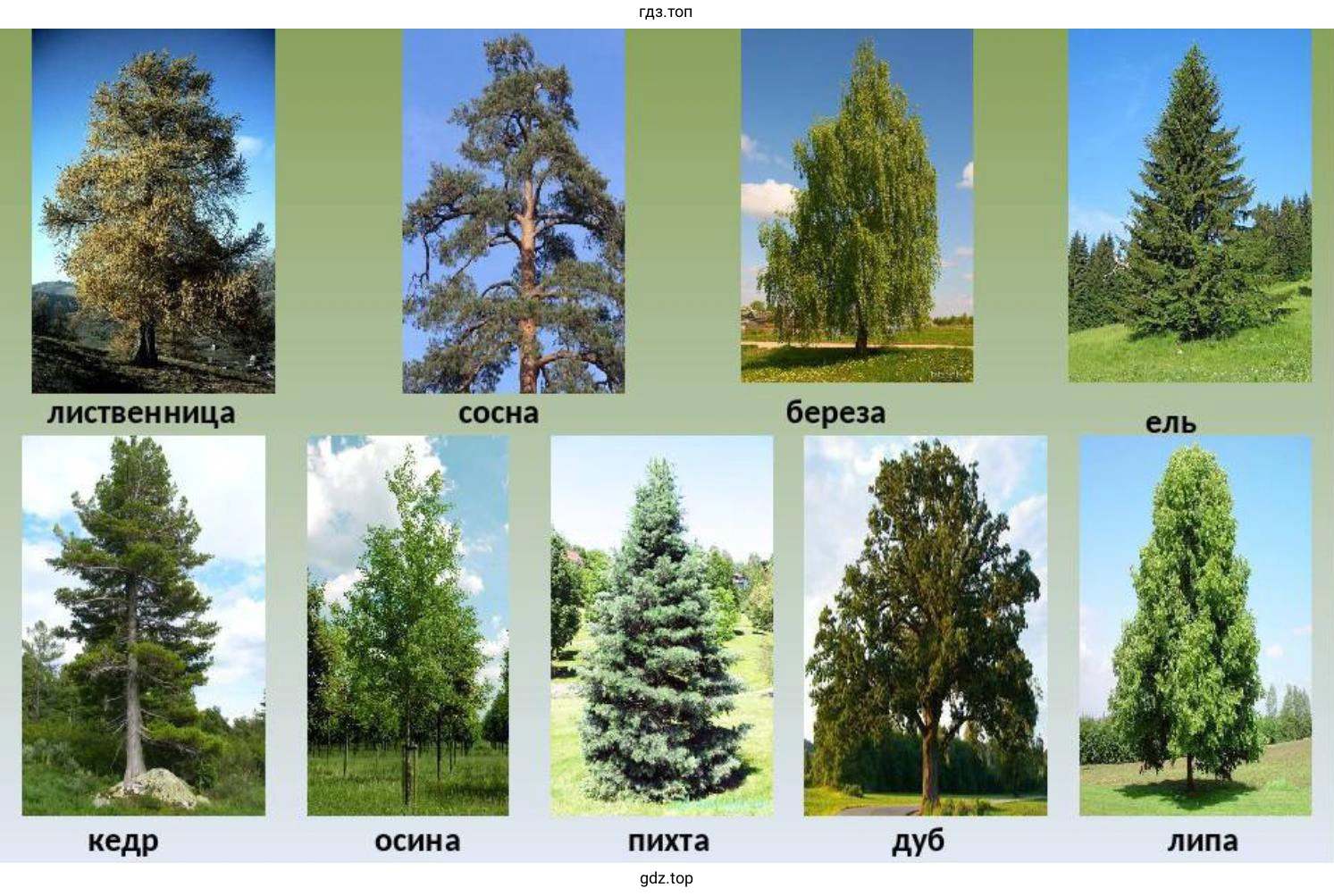 коллекции рисунков или фотографий древесных растений