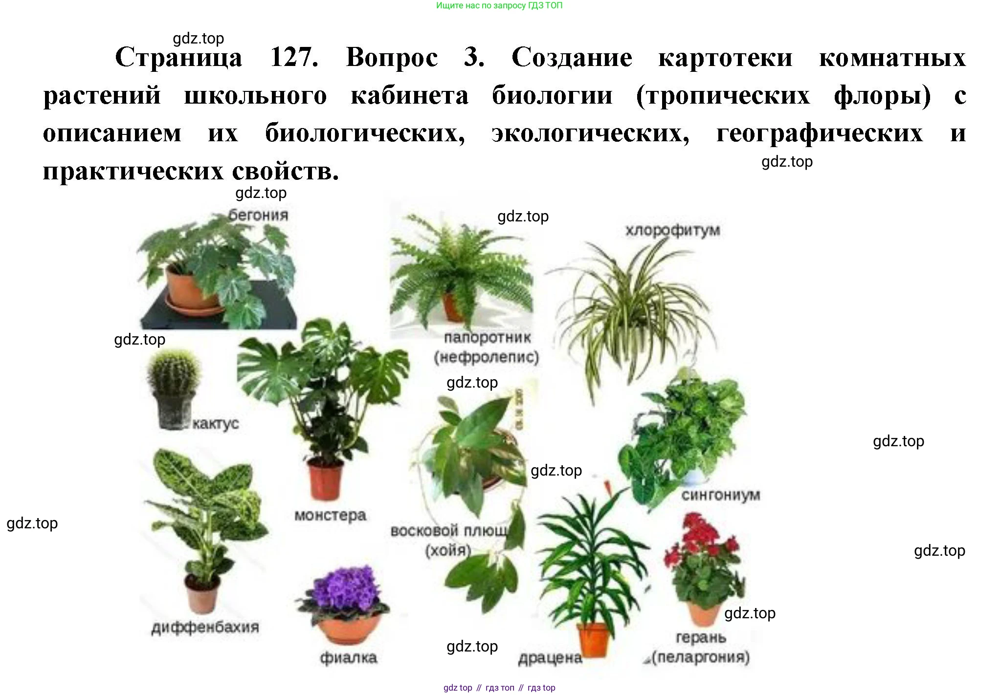 Биология, 6 класс Учебник, авторы: Пономарева Ирма Николаевна, Корнилова Ольга Анатольевна, издательство Просвещение, Москва, 2023, бирюзового цвета, страница 127, номер 3, Решение