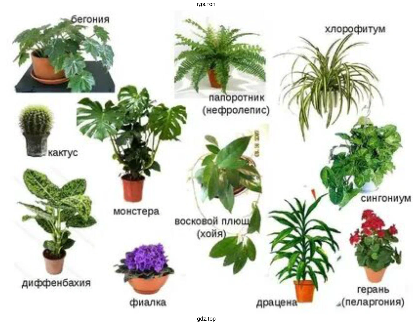 Создание картотеки комнатных растений школьного кабинета биологии