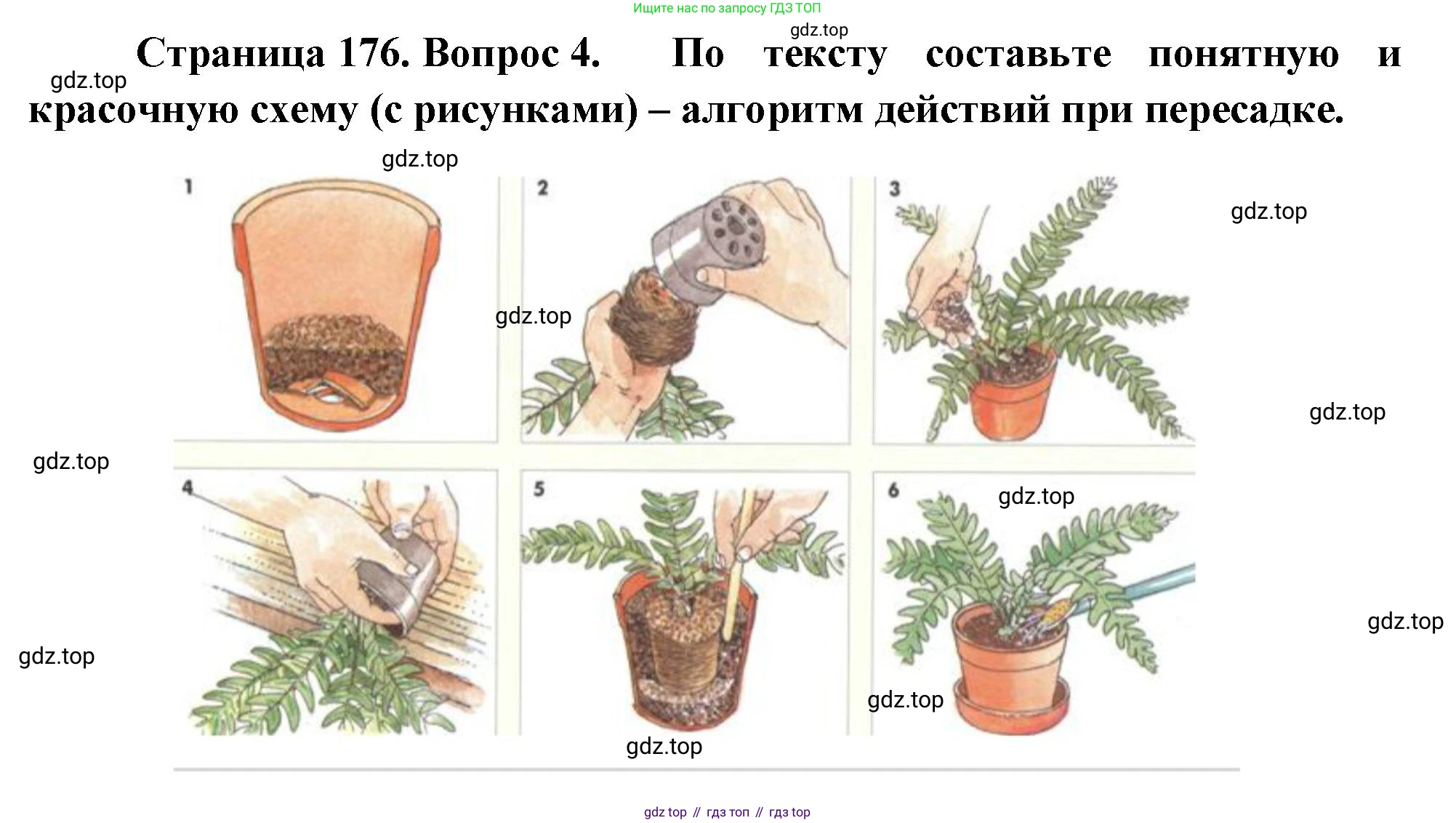 Биология, 6 класс Учебник, авторы: Пономарева Ирма Николаевна, Корнилова Ольга Анатольевна, издательство Просвещение, Москва, 2023, бирюзового цвета, страница 176, номер 4, Решение