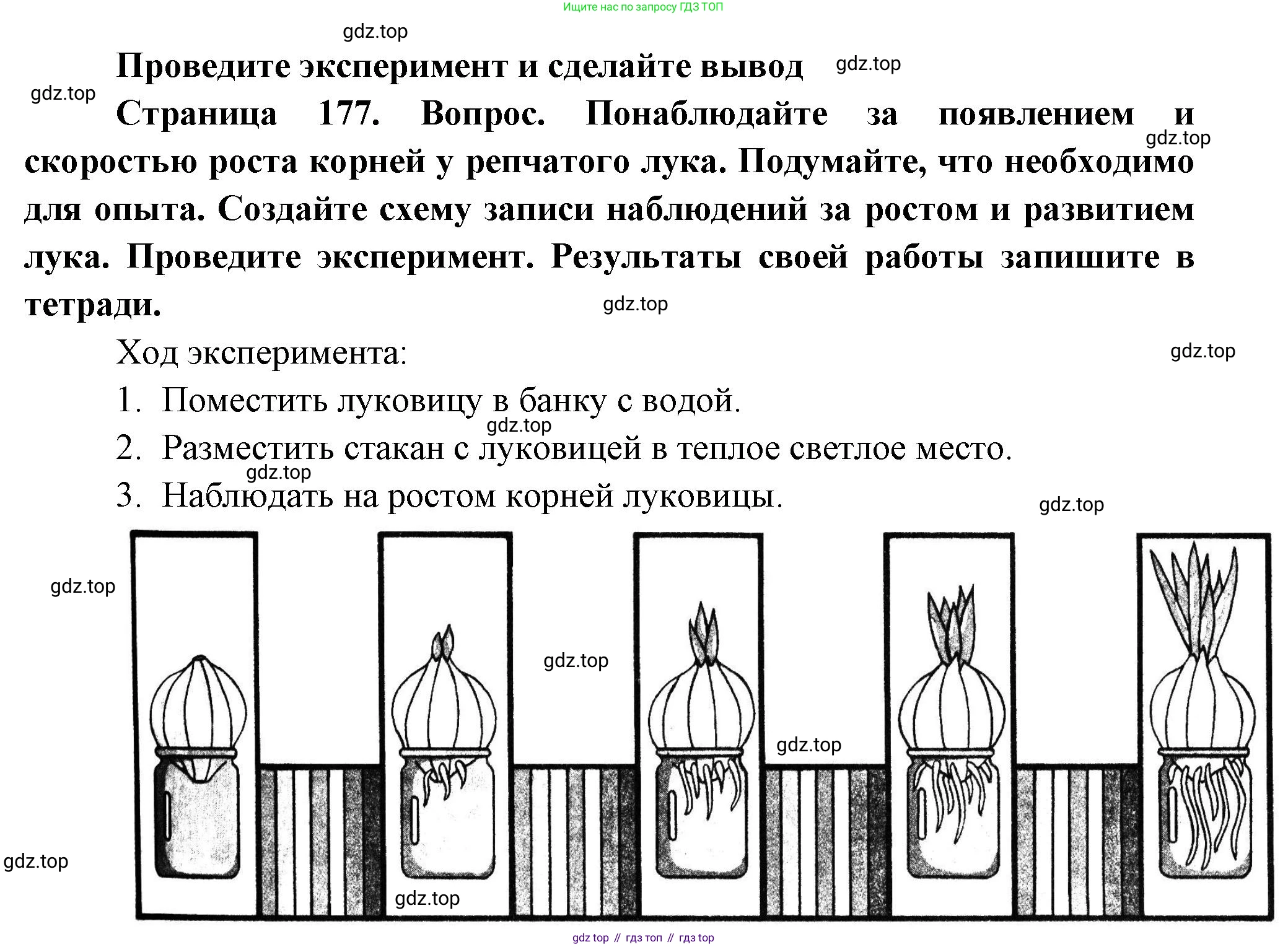 Биология, 6 класс Учебник, авторы: Пономарева Ирма Николаевна, Корнилова Ольга Анатольевна, издательство Просвещение, Москва, 2023, бирюзового цвета, страница 177, Решение