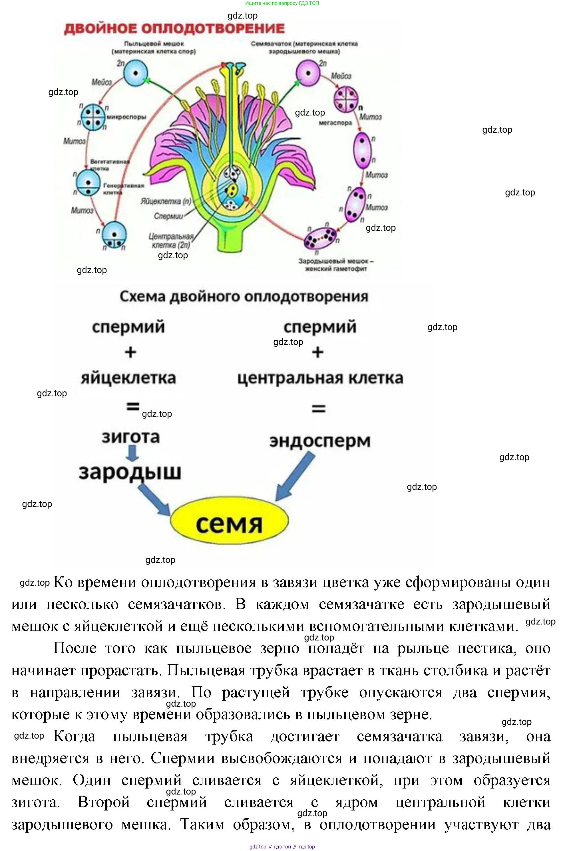 Биология, 6 класс Учебник, авторы: Пономарева Ирма Николаевна, Корнилова Ольга Анатольевна, издательство Просвещение, Москва, 2023, бирюзового цвета, страница 177, номер 1, Решение (продолжение 2)