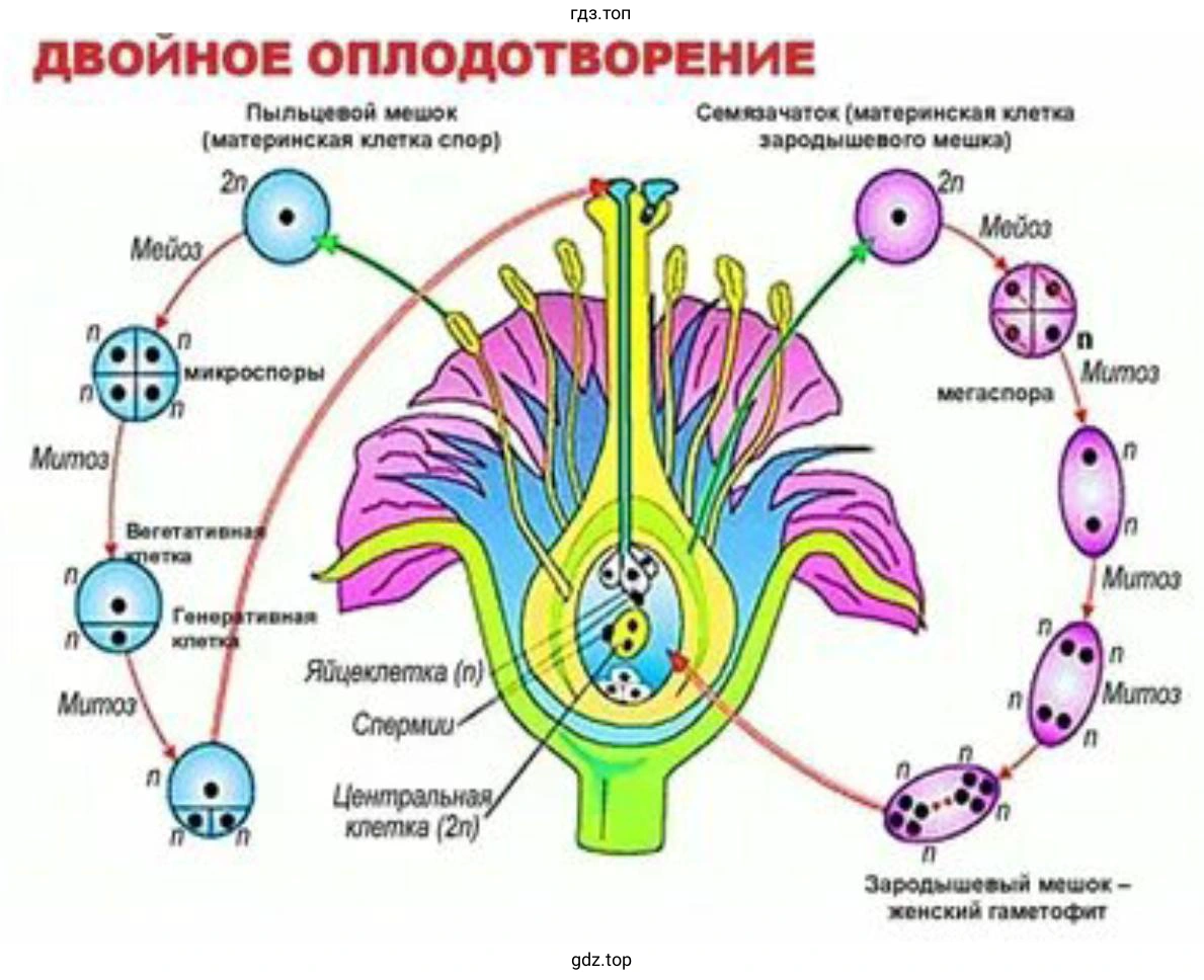 Создайте динамическую модель, имитирующую двойное оплодотворение у цветковых растений