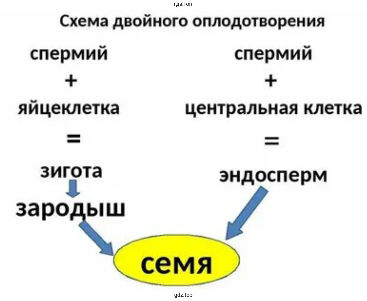 Создайте динамическую модель, имитирующую двойное оплодотворение у цветковых растений