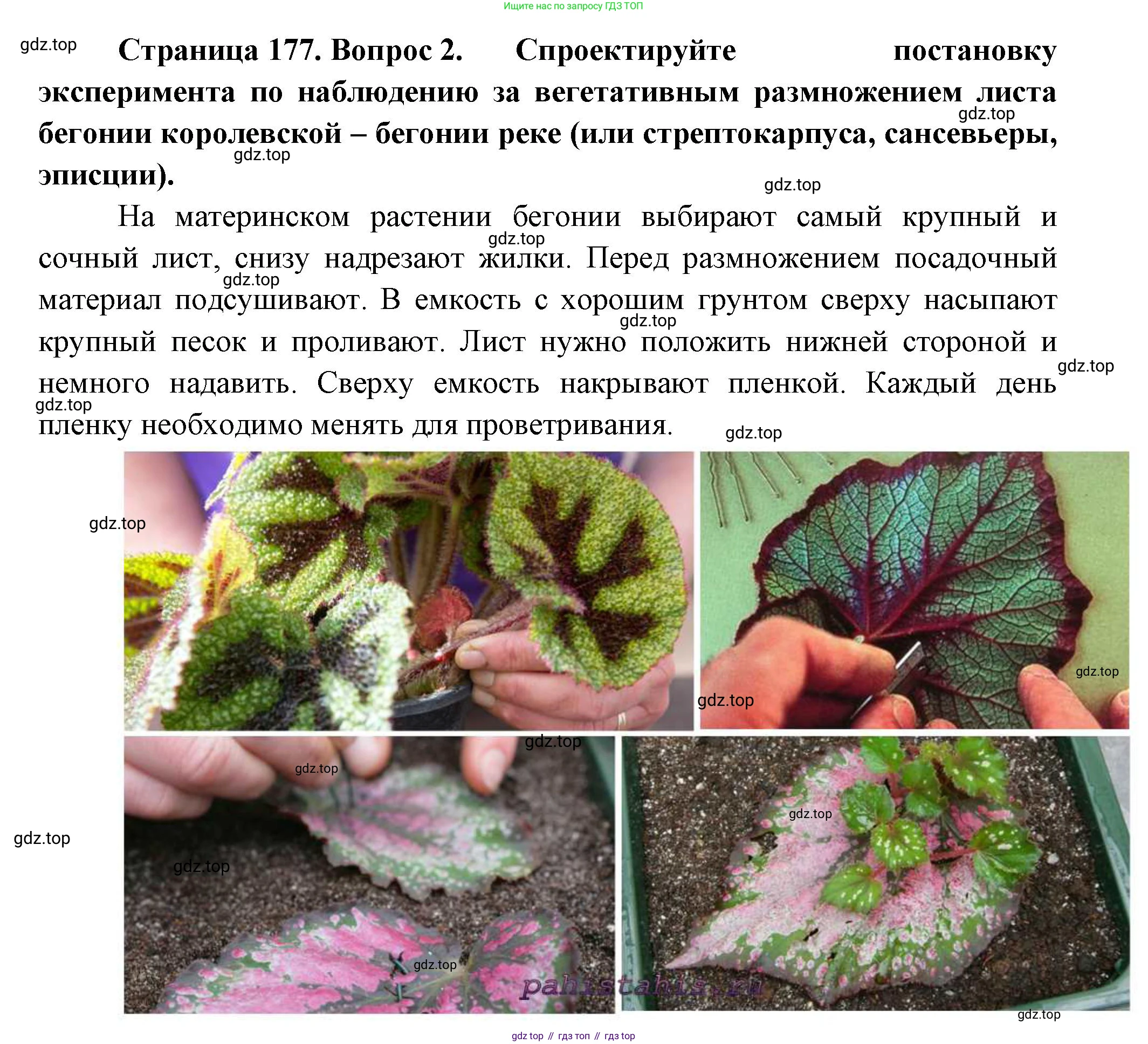 Биология, 6 класс Учебник, авторы: Пономарева Ирма Николаевна, Корнилова Ольга Анатольевна, издательство Просвещение, Москва, 2023, бирюзового цвета, страница 177, номер 2, Решение