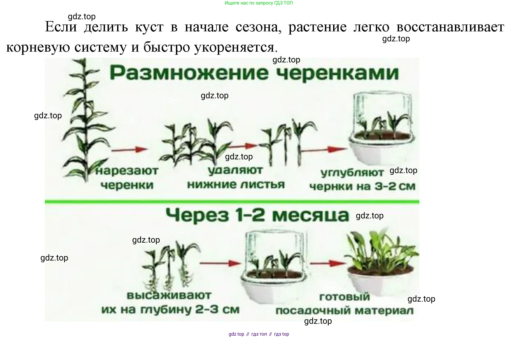 Биология, 6 класс Учебник, авторы: Пономарева Ирма Николаевна, Корнилова Ольга Анатольевна, издательство Просвещение, Москва, 2023, бирюзового цвета, страница 177, номер 1, Решение (продолжение 2)