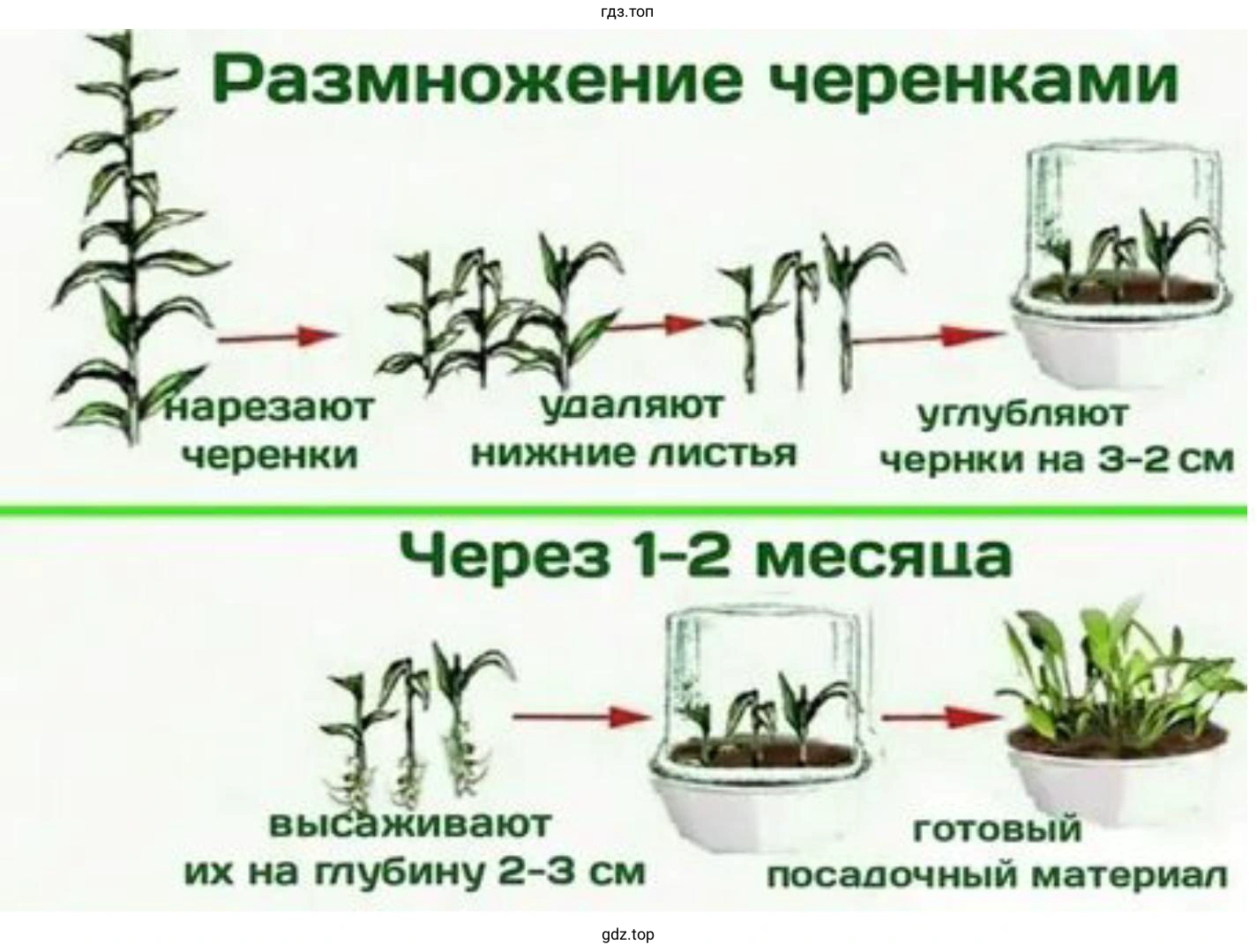 Разработка эксперимента по вегетативному размножению комнатного растения