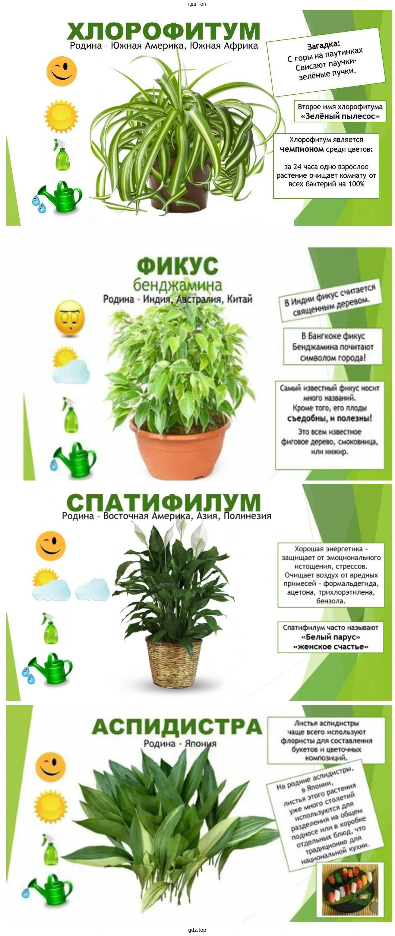 Составление картотеки комнатных растений кабинета биологии