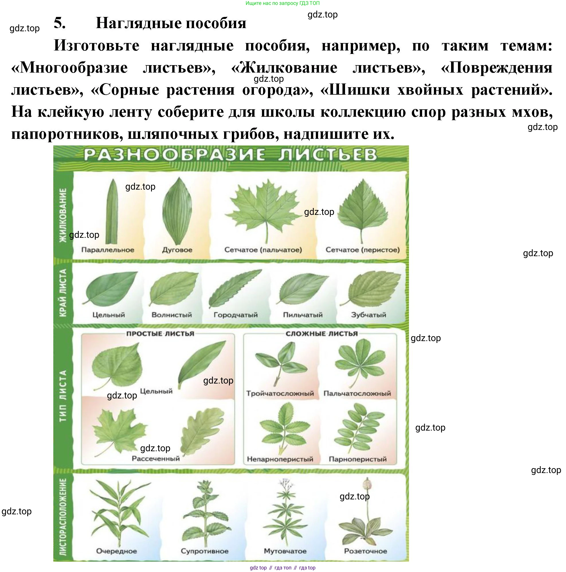 Биология, 6 класс Учебник, авторы: Пономарева Ирма Николаевна, Корнилова Ольга Анатольевна, издательство Просвещение, Москва, 2023, бирюзового цвета, страница 179, номер 5, Решение