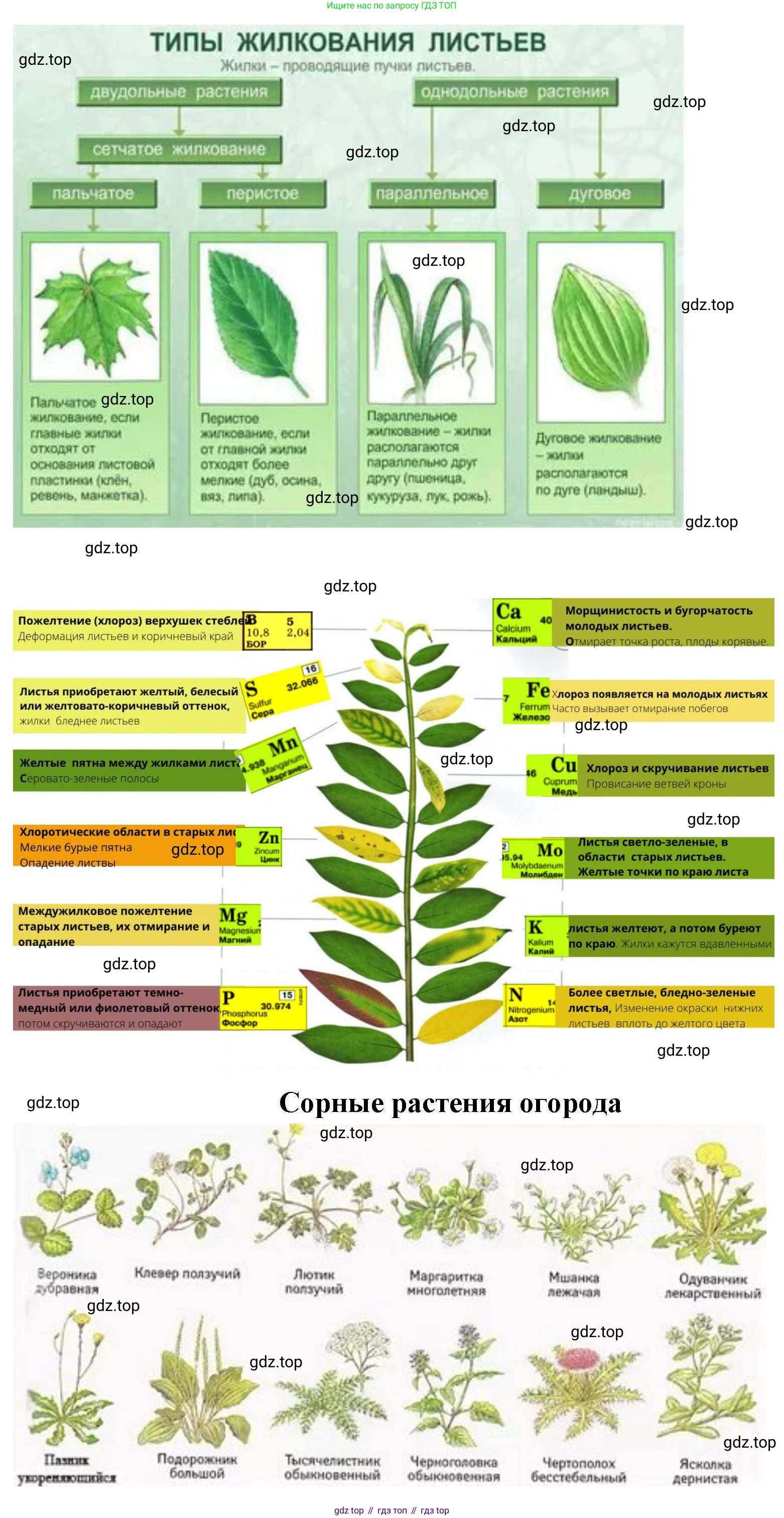 Биология, 6 класс Учебник, авторы: Пономарева Ирма Николаевна, Корнилова Ольга Анатольевна, издательство Просвещение, Москва, 2023, бирюзового цвета, страница 179, номер 5, Решение (продолжение 2)
