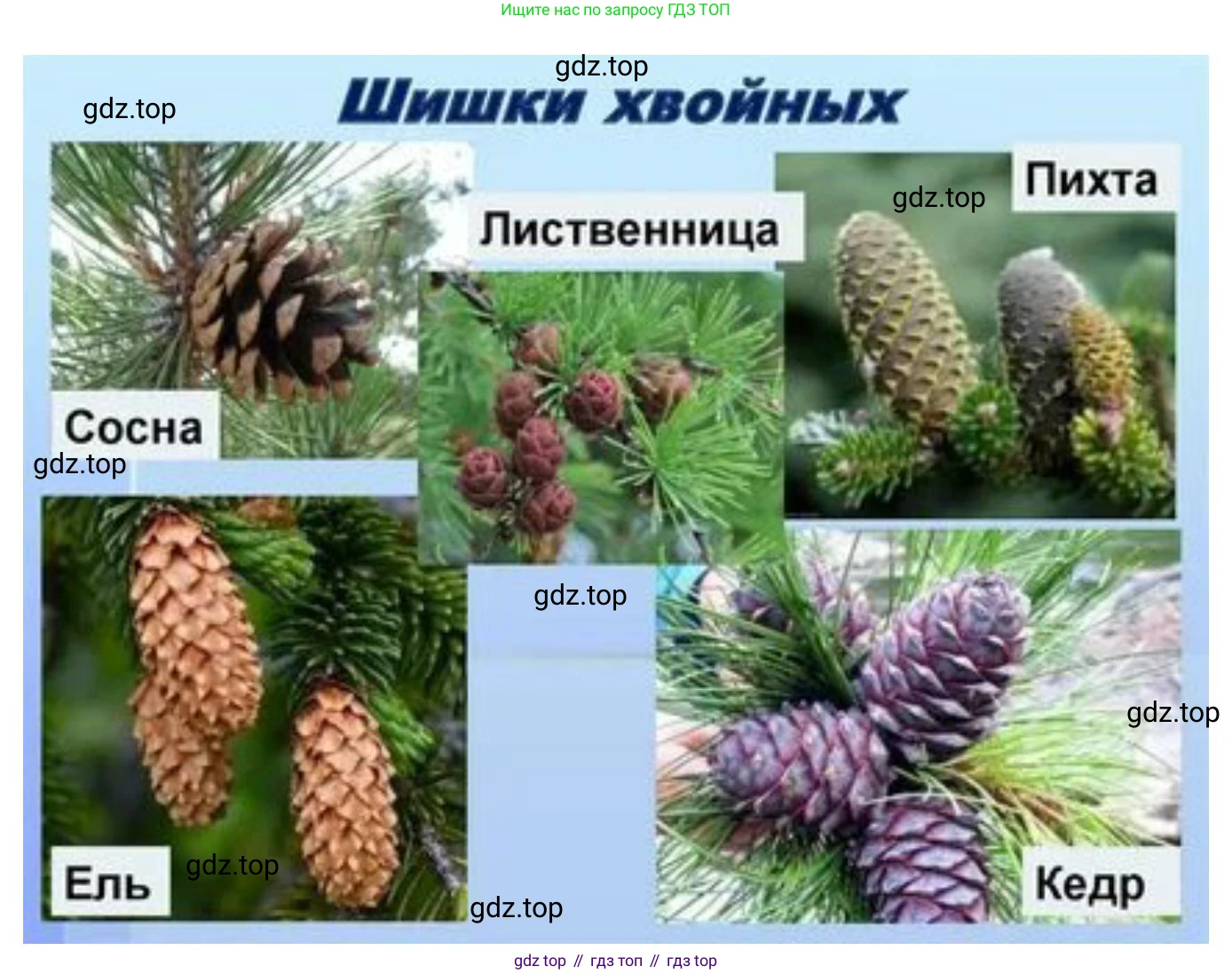 Биология, 6 класс Учебник, авторы: Пономарева Ирма Николаевна, Корнилова Ольга Анатольевна, издательство Просвещение, Москва, 2023, бирюзового цвета, страница 179, номер 5, Решение (продолжение 3)