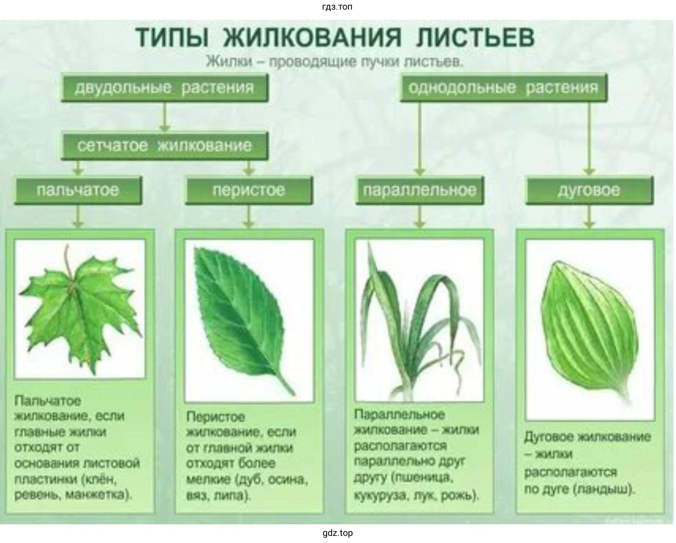 Типы жилкование листьев