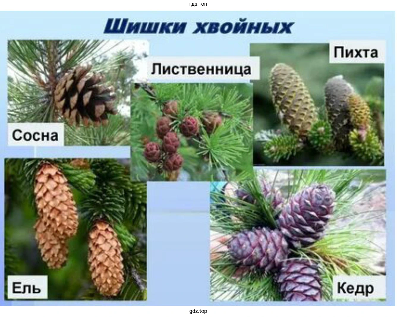 Шишки хвойных