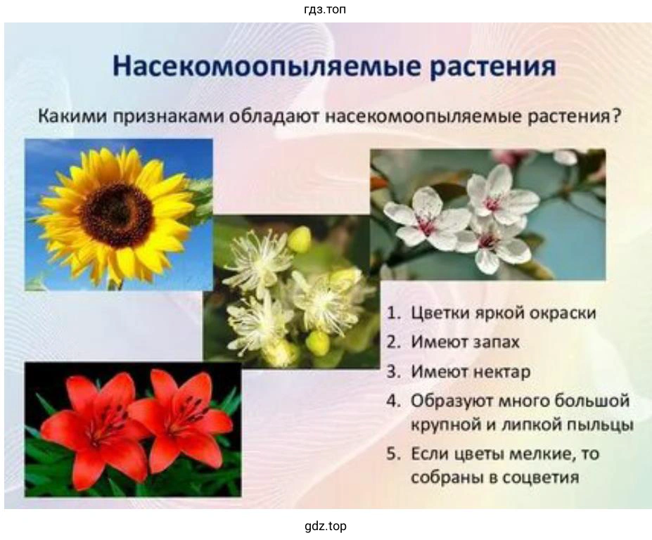 Найдите цветки насекомоопыляемые и цветки ветроопыляемые.