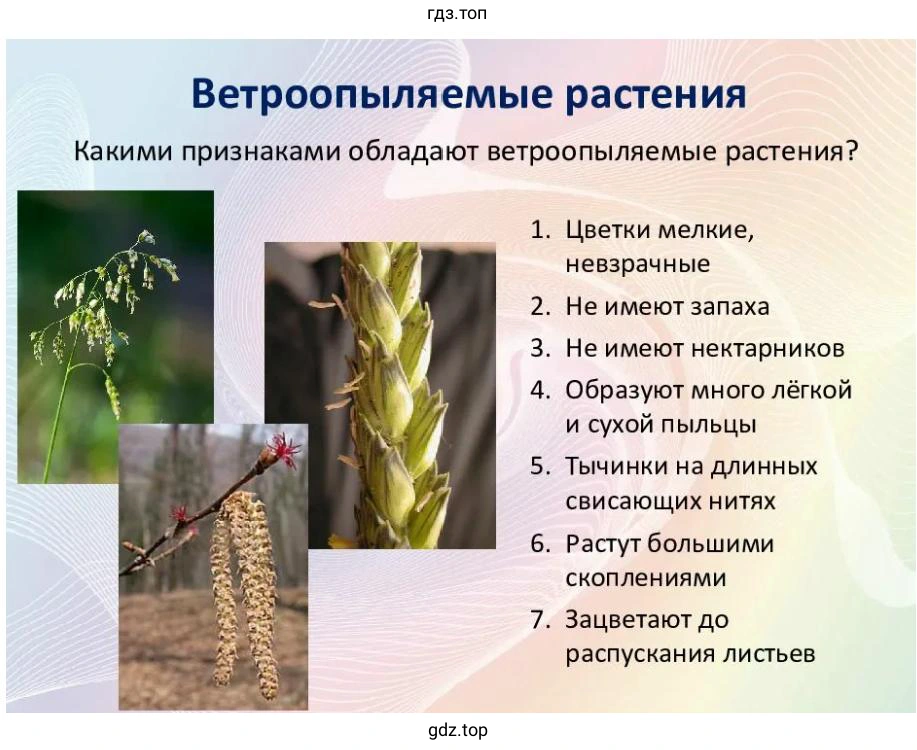 Найдите цветки насекомоопыляемые и цветки ветроопыляемые.
