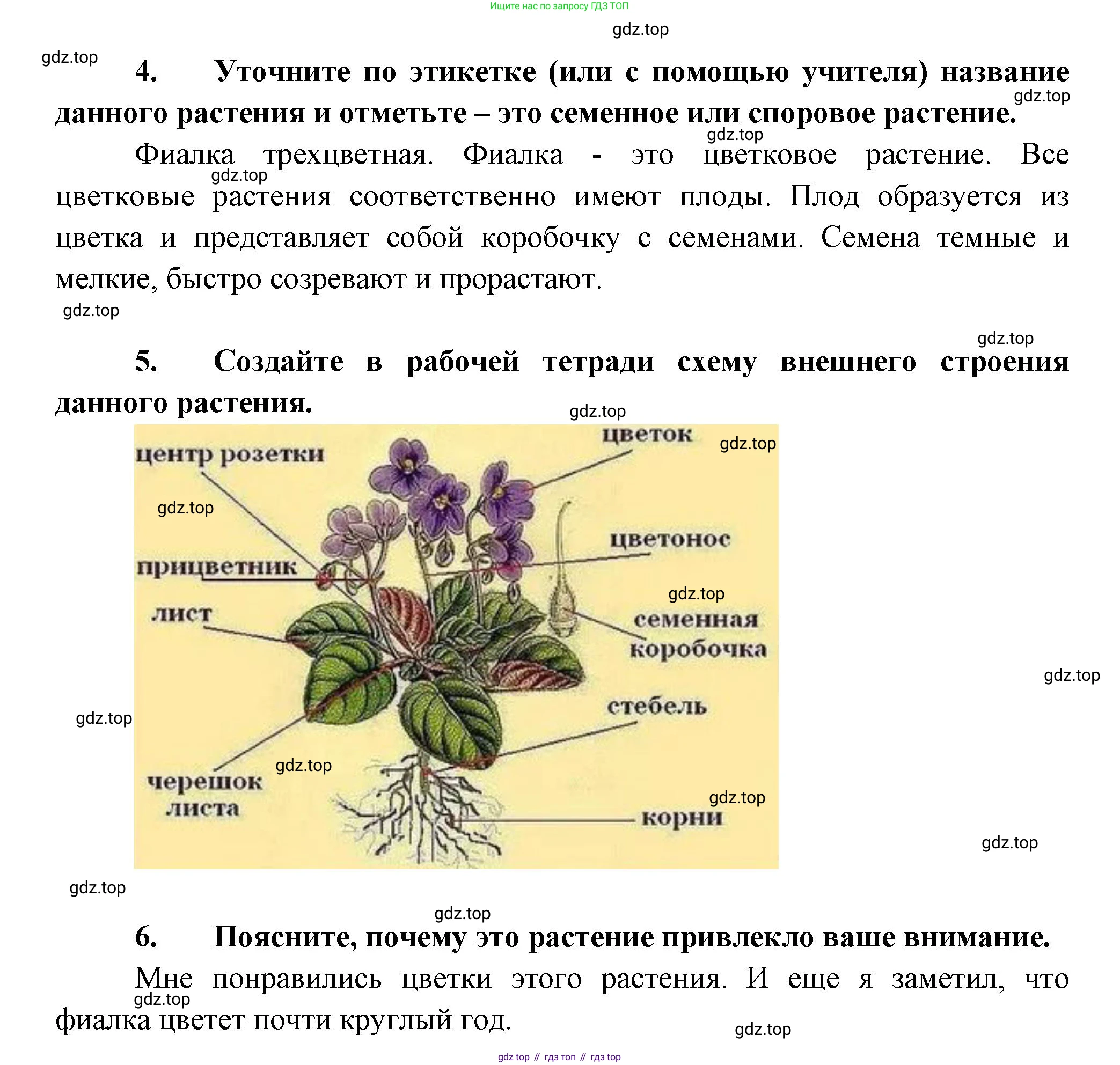Биология, 6 класс Учебник, авторы: Пономарева Ирма Николаевна, Корнилова Ольга Анатольевна, издательство Просвещение, Москва, 2023, бирюзового цвета, страница 25, Решение (продолжение 2)