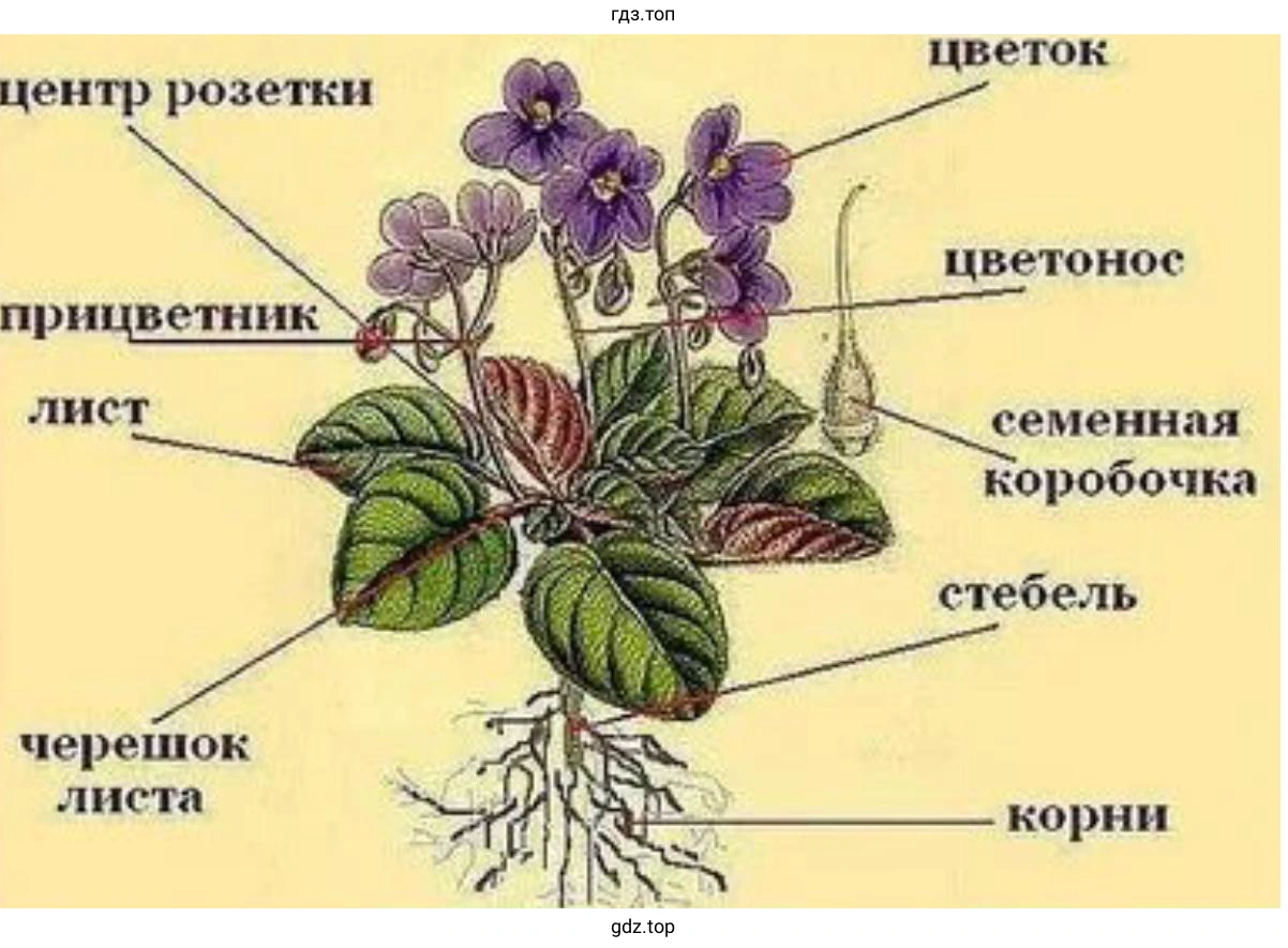Строение сенполии