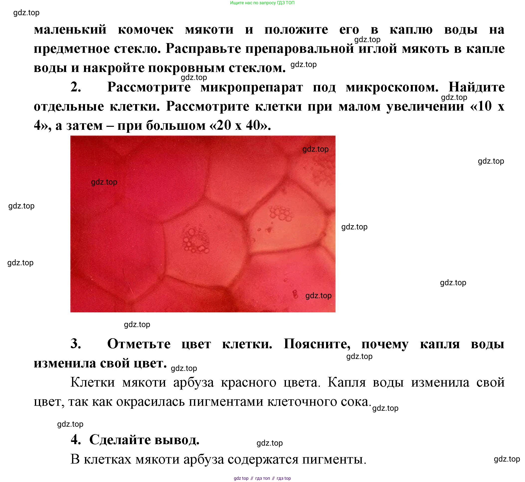 Биология, 6 класс Учебник, авторы: Пономарева Ирма Николаевна, Корнилова Ольга Анатольевна, издательство Просвещение, Москва, 2023, бирюзового цвета, страница 36, Решение (продолжение 2)