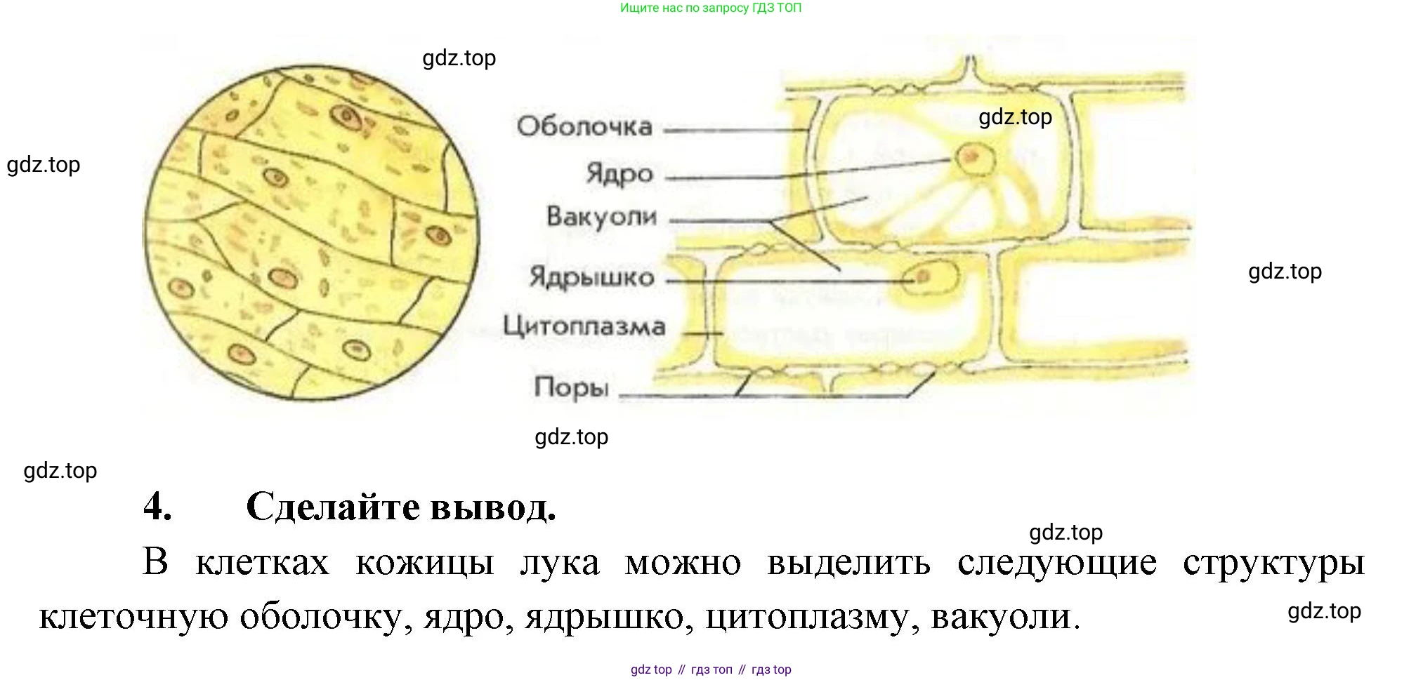 Биология, 6 класс Учебник, авторы: Пономарева Ирма Николаевна, Корнилова Ольга Анатольевна, издательство Просвещение, Москва, 2023, бирюзового цвета, страница 37, Решение (продолжение 2)