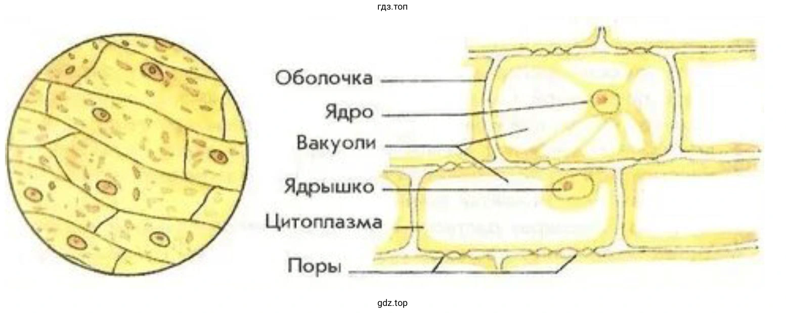 Зарисуйте в тетради клетки кожицы лука.