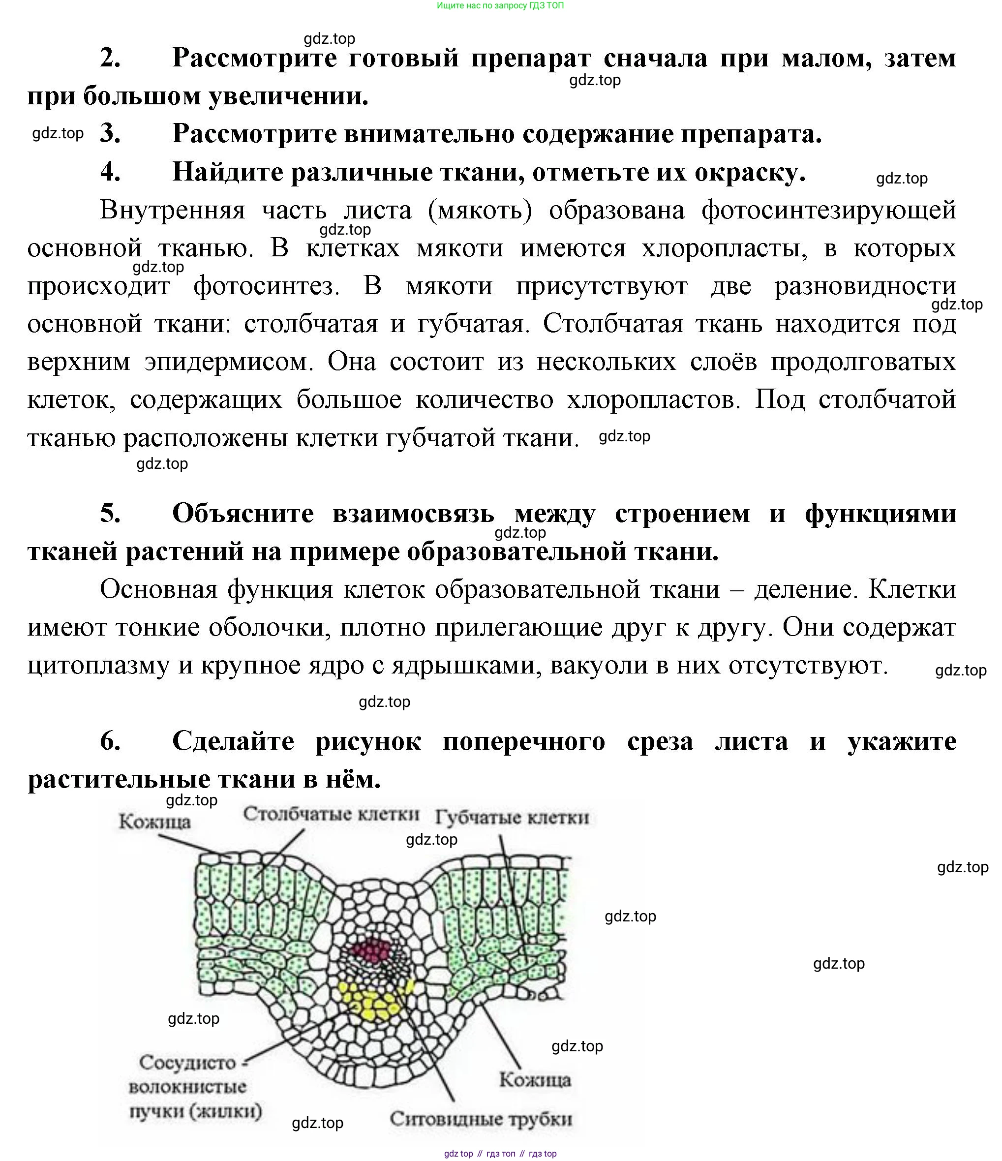 Биология, 6 класс Учебник, авторы: Пономарева Ирма Николаевна, Корнилова Ольга Анатольевна, издательство Просвещение, Москва, 2023, бирюзового цвета, страница 46, Решение (продолжение 2)