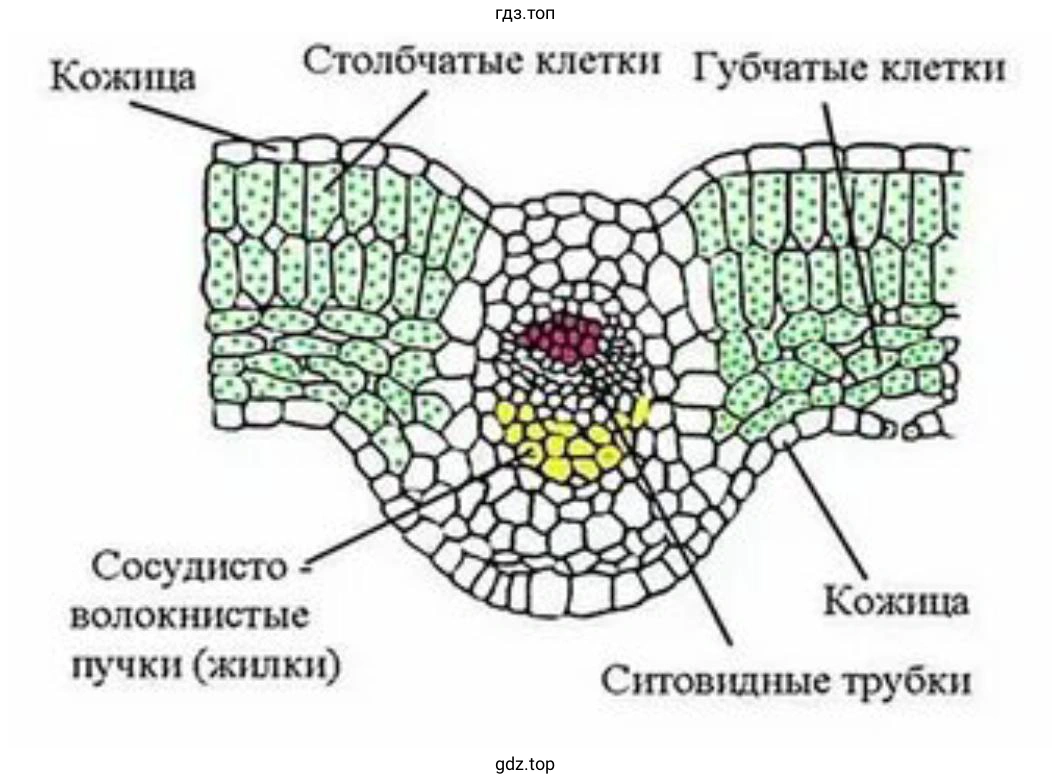 Сделайте рисунок поперечного среза листа