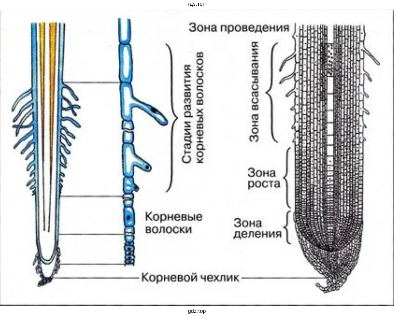 Внешнее строение корня