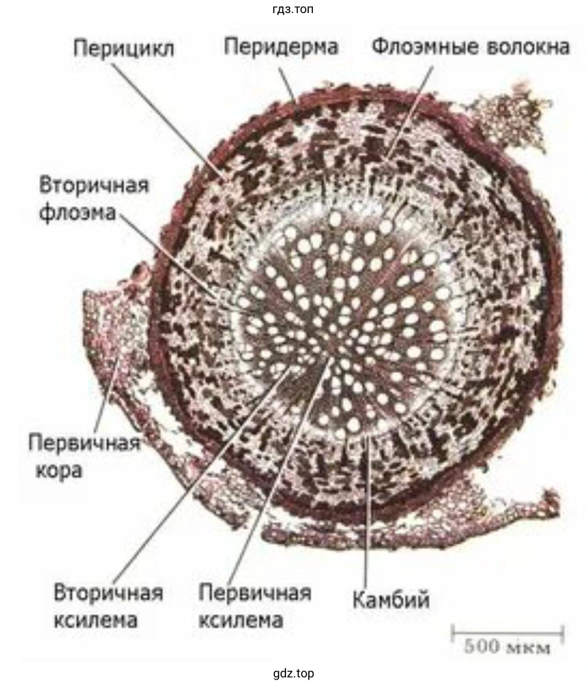 Внутреннее строение корня 
