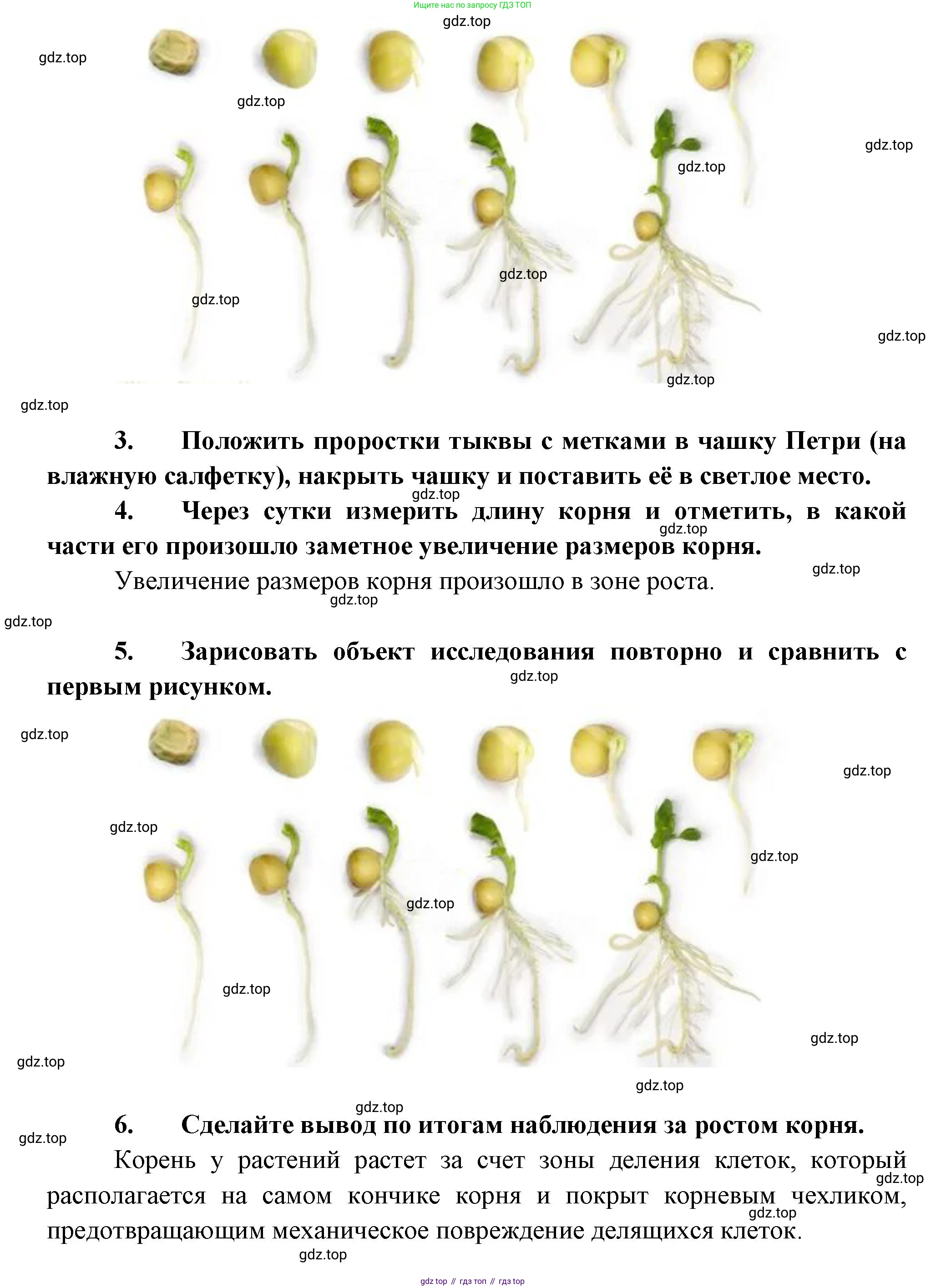 Биология, 6 класс Учебник, авторы: Пономарева Ирма Николаевна, Корнилова Ольга Анатольевна, издательство Просвещение, Москва, 2023, бирюзового цвета, страница 57, Решение (продолжение 2)