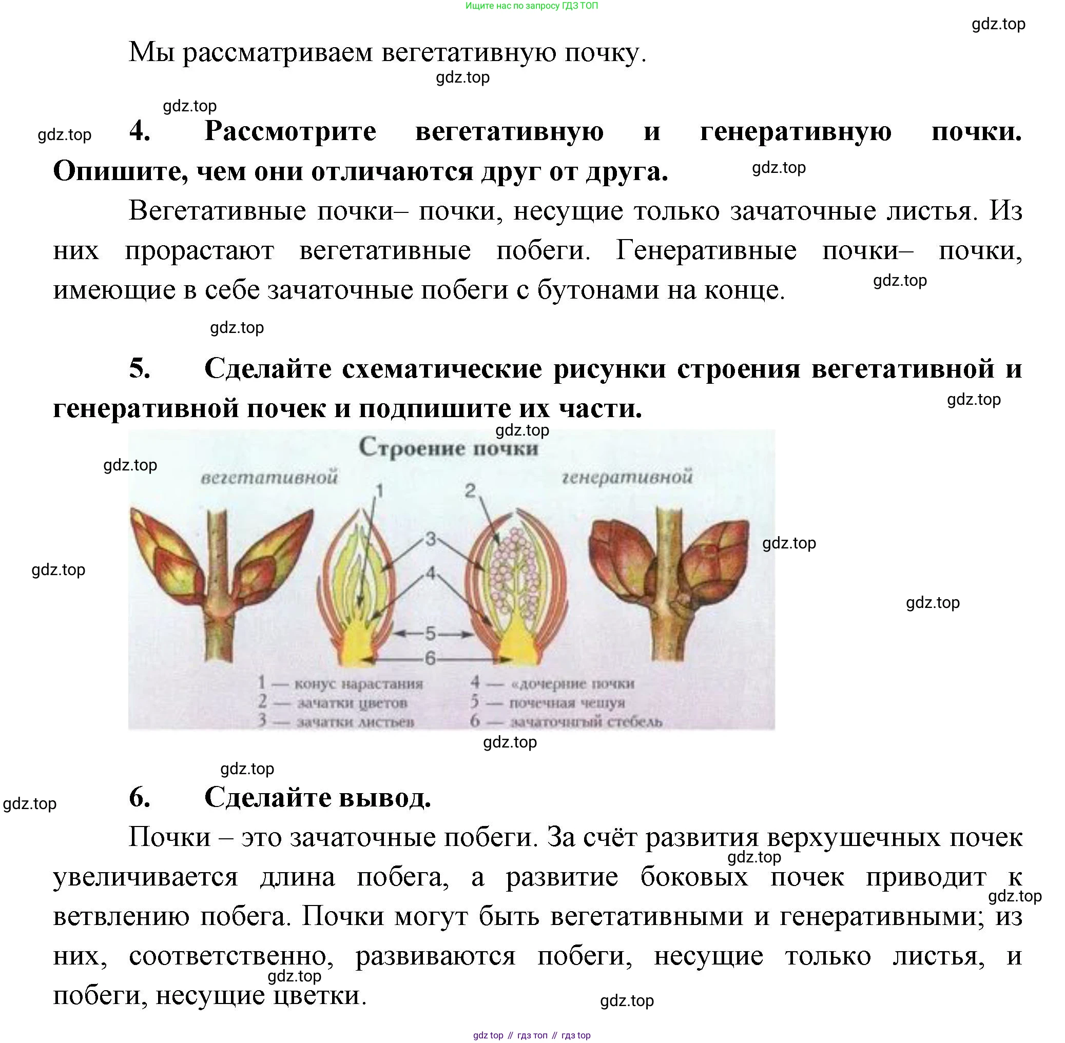 Биология, 6 класс Учебник, авторы: Пономарева Ирма Николаевна, Корнилова Ольга Анатольевна, издательство Просвещение, Москва, 2023, бирюзового цвета, страница 74, Решение (продолжение 2)