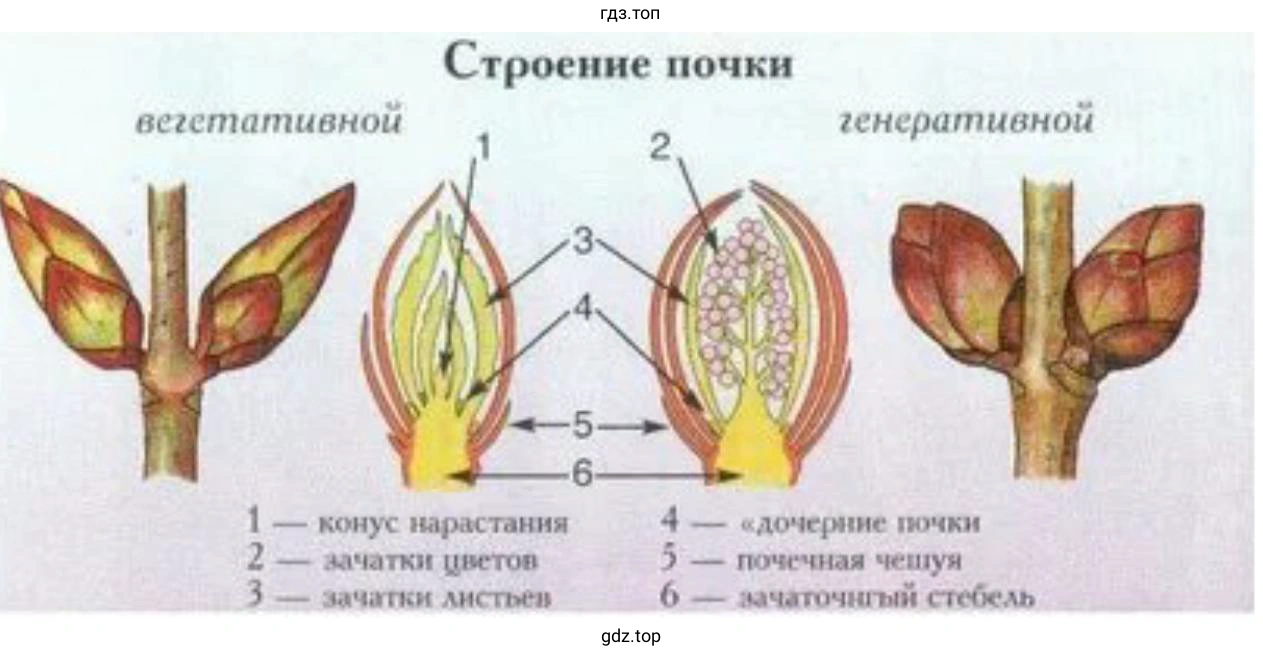 Сделайте схематические рисунки строения вегетативной и генеративной почек