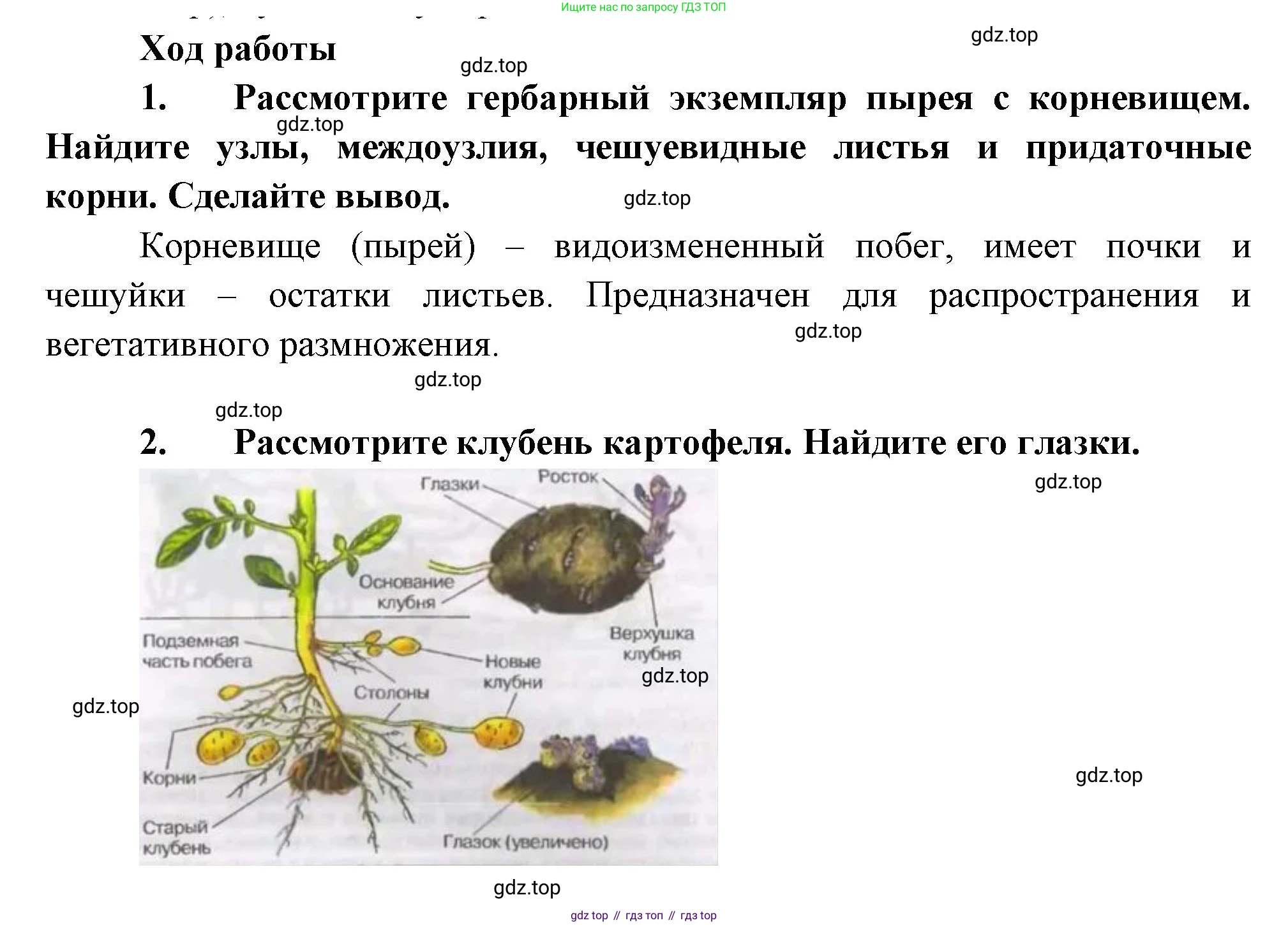 Биология, 6 класс Учебник, авторы: Пономарева Ирма Николаевна, Корнилова Ольга Анатольевна, издательство Просвещение, Москва, 2023, бирюзового цвета, страница 78, Решение